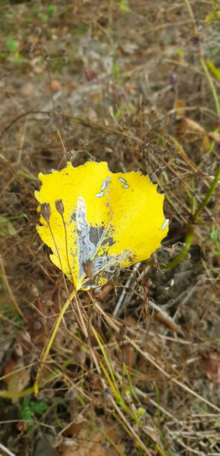 leaf
