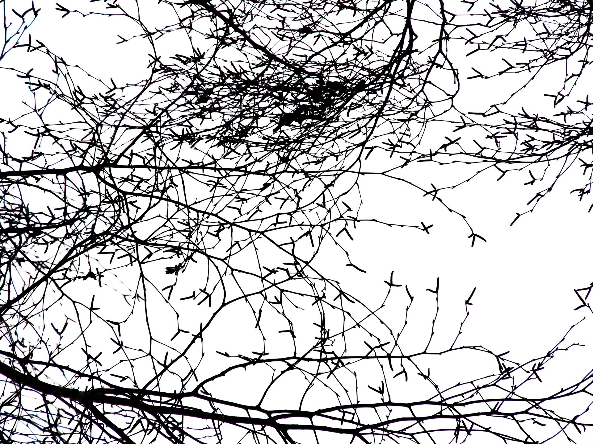 Trees 2.jpg