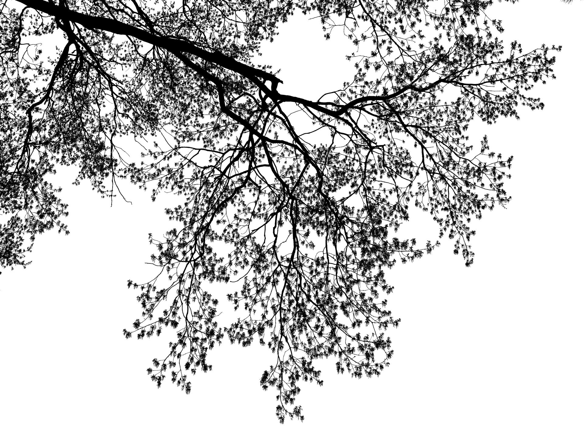 Trees 3.jpg