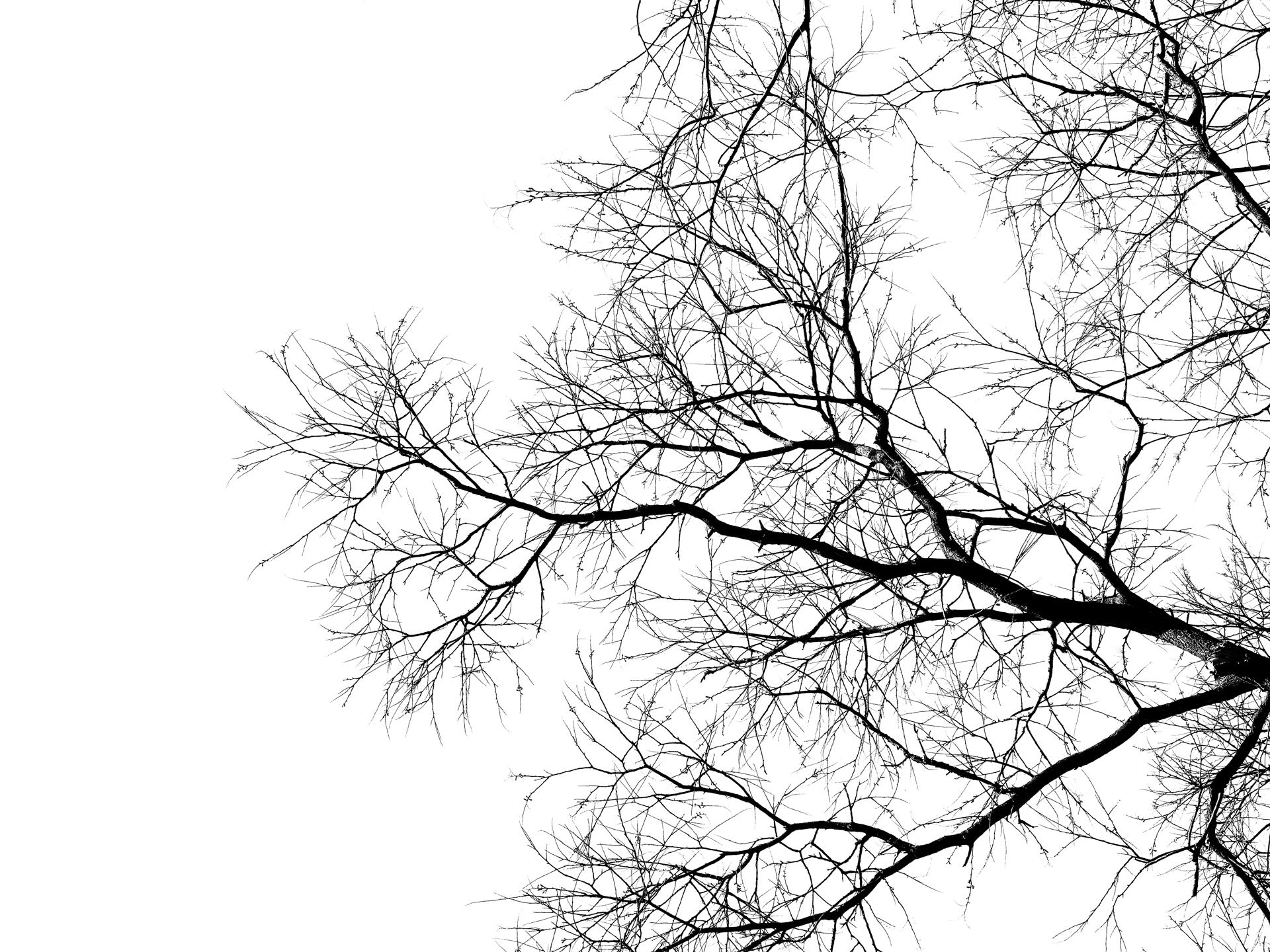 Trees 5.jpg