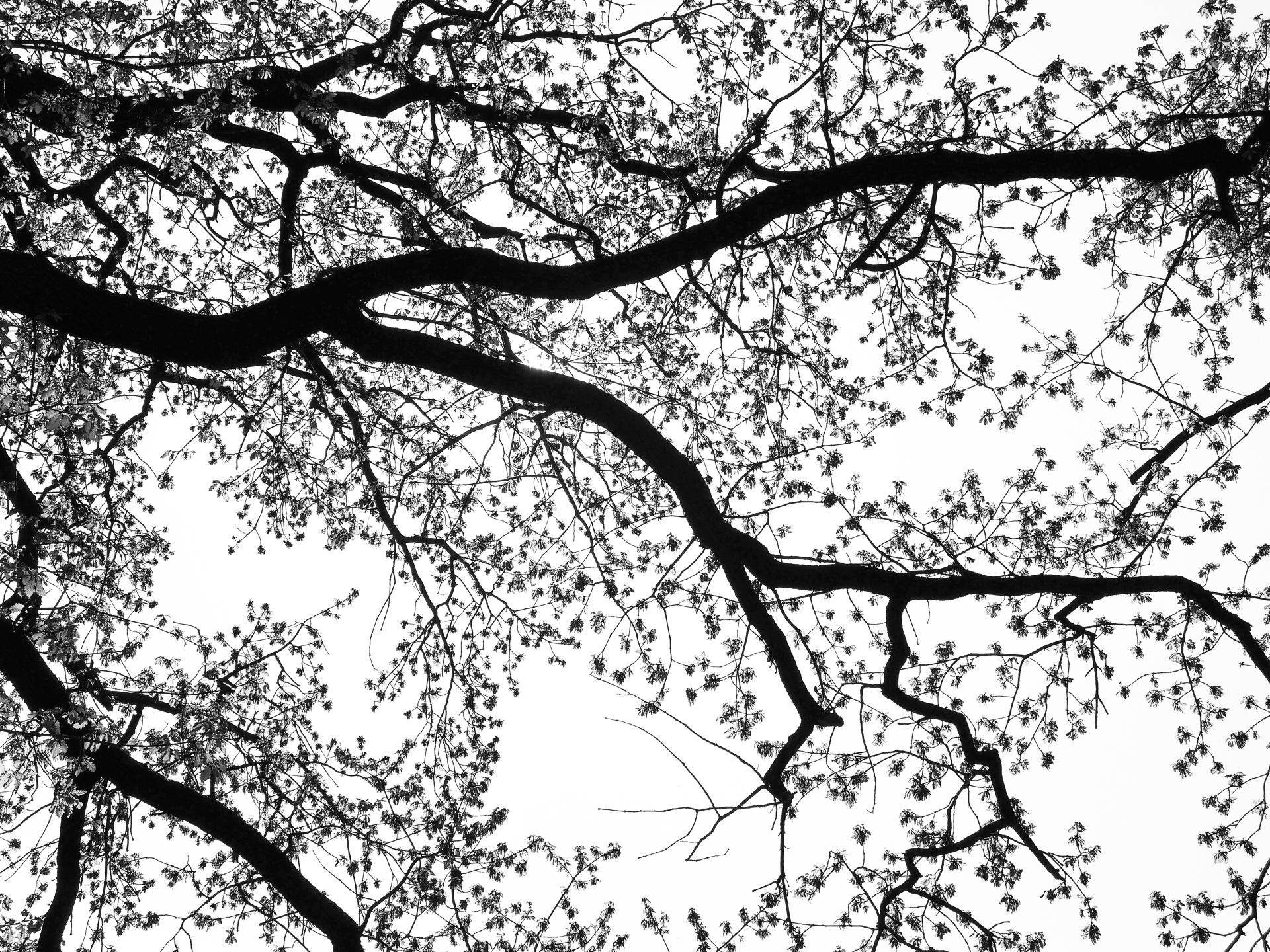 Trees 7.jpg