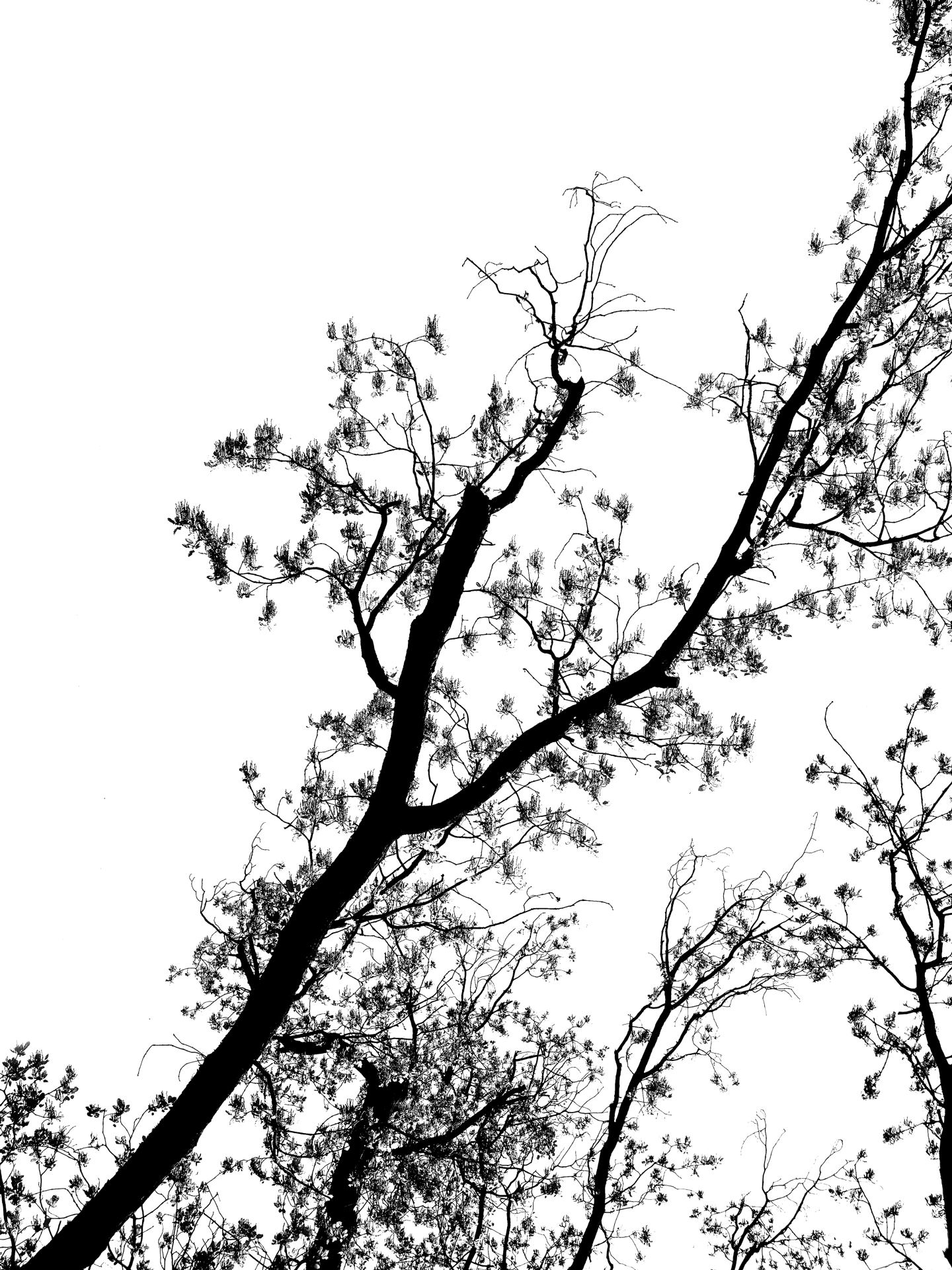 Trees 8.jpg