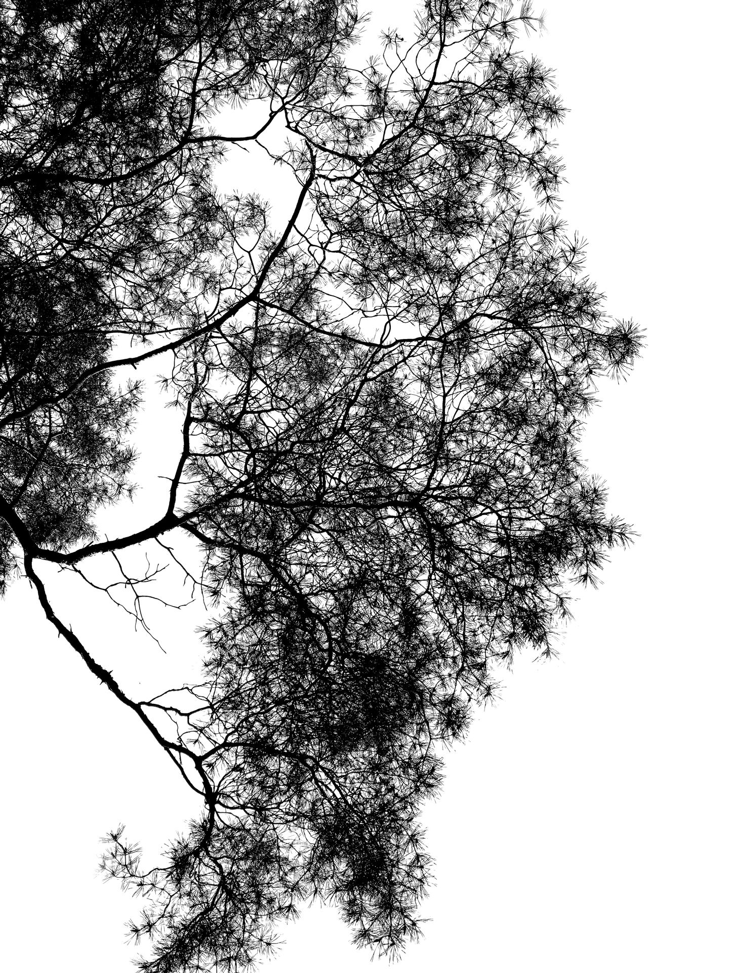 Trees 9.jpg