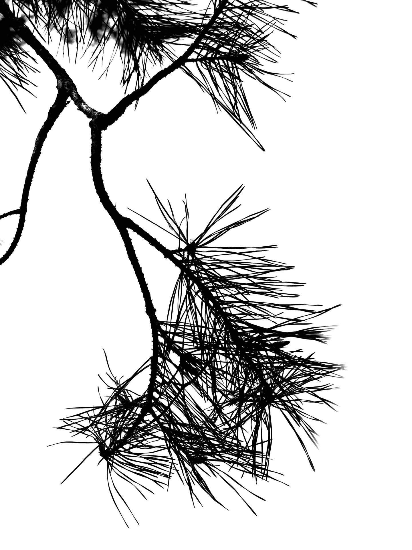 Trees 10.jpg