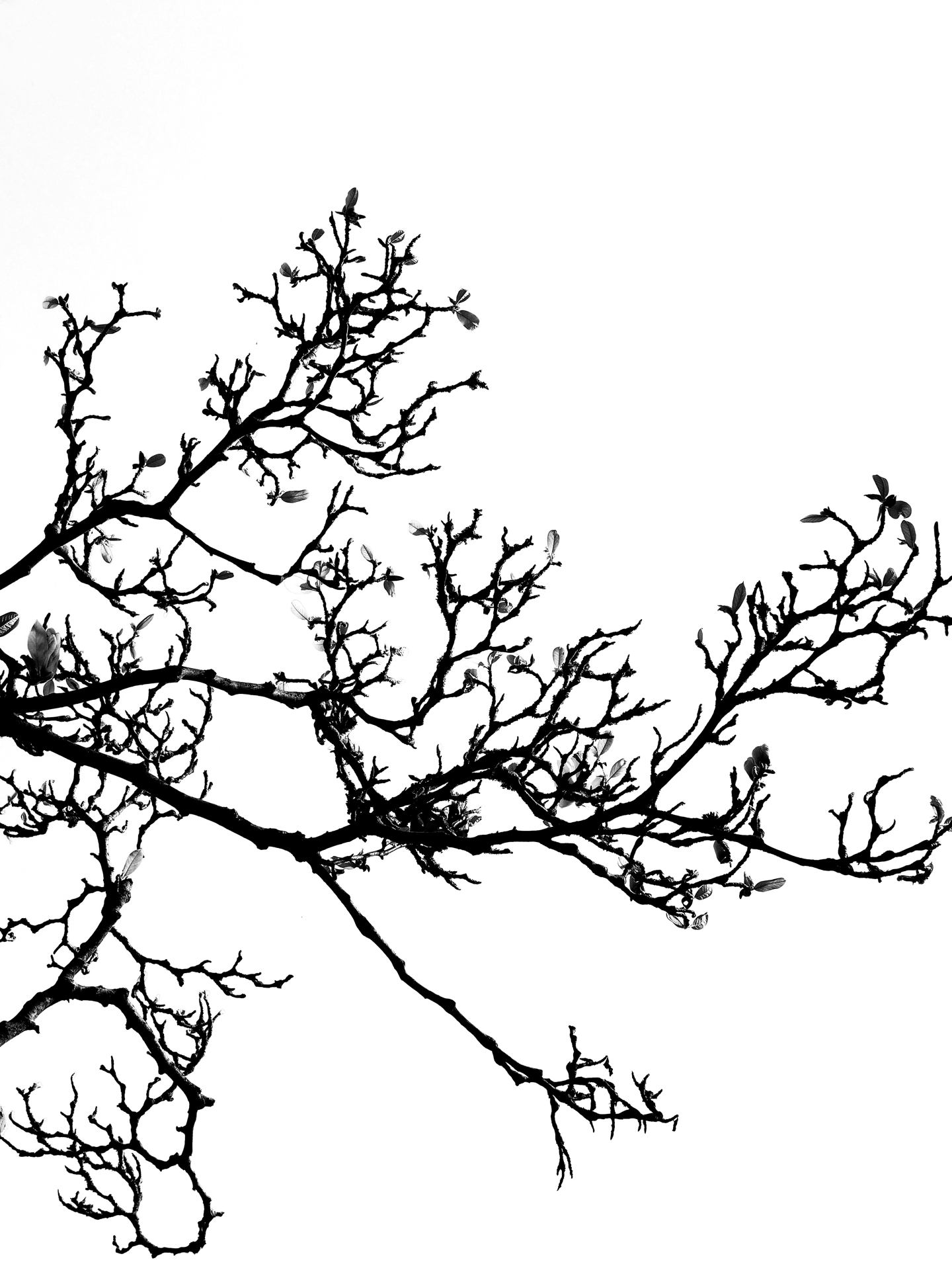 Trees 14.jpg