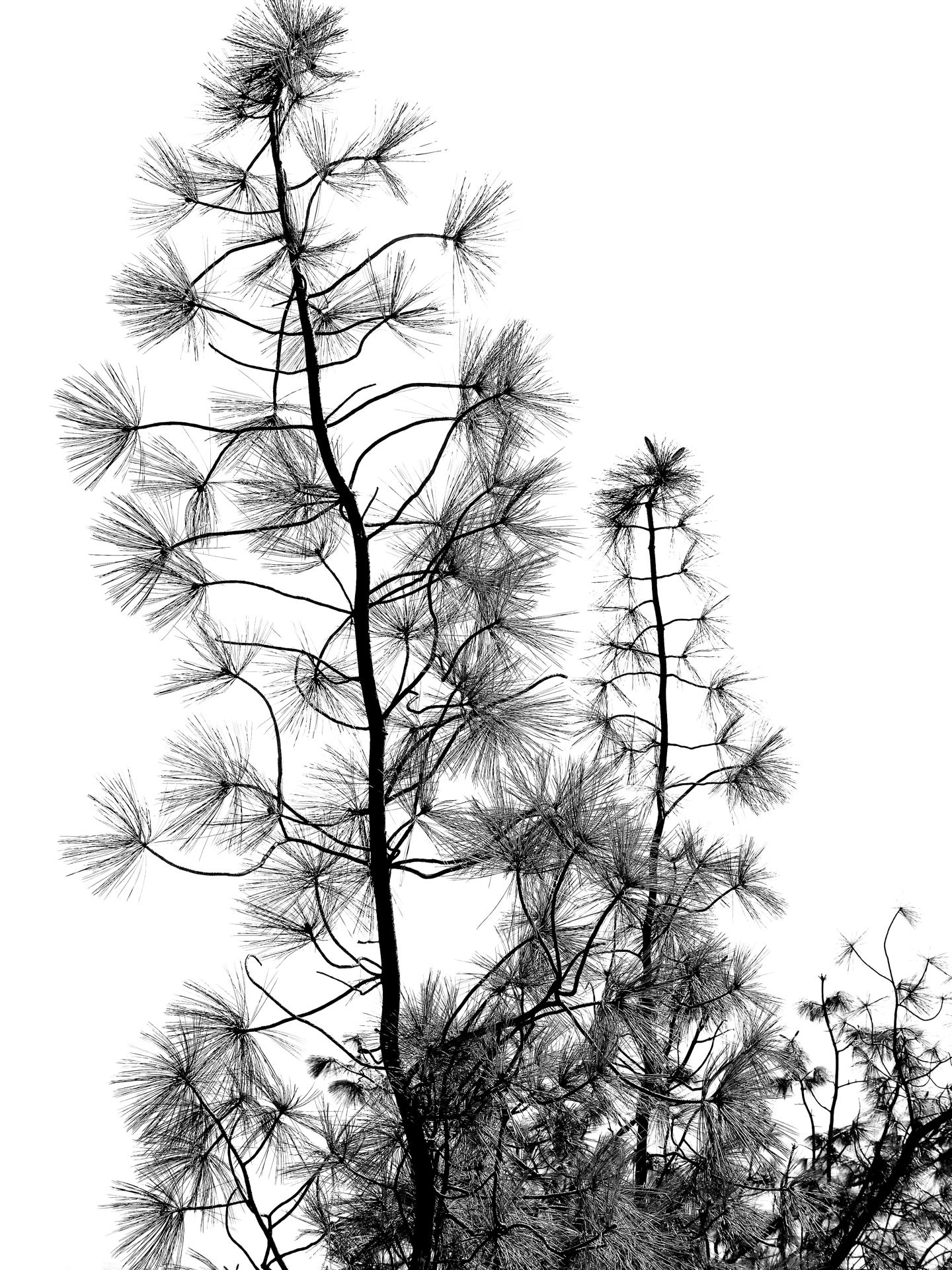 Trees 15.jpg