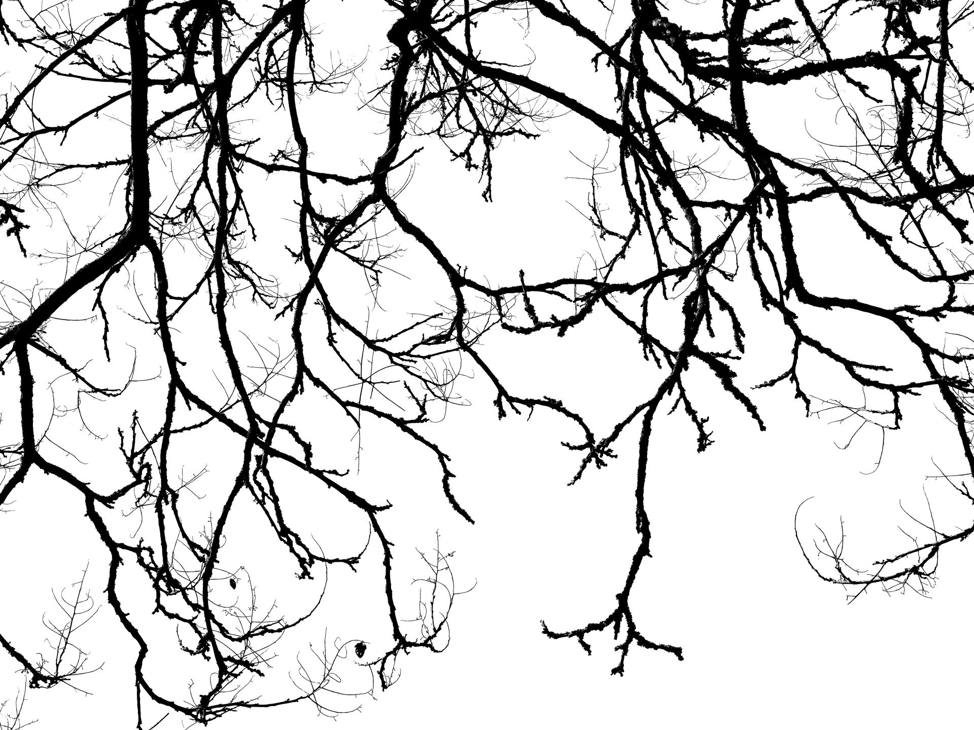 Trees 17.jpg