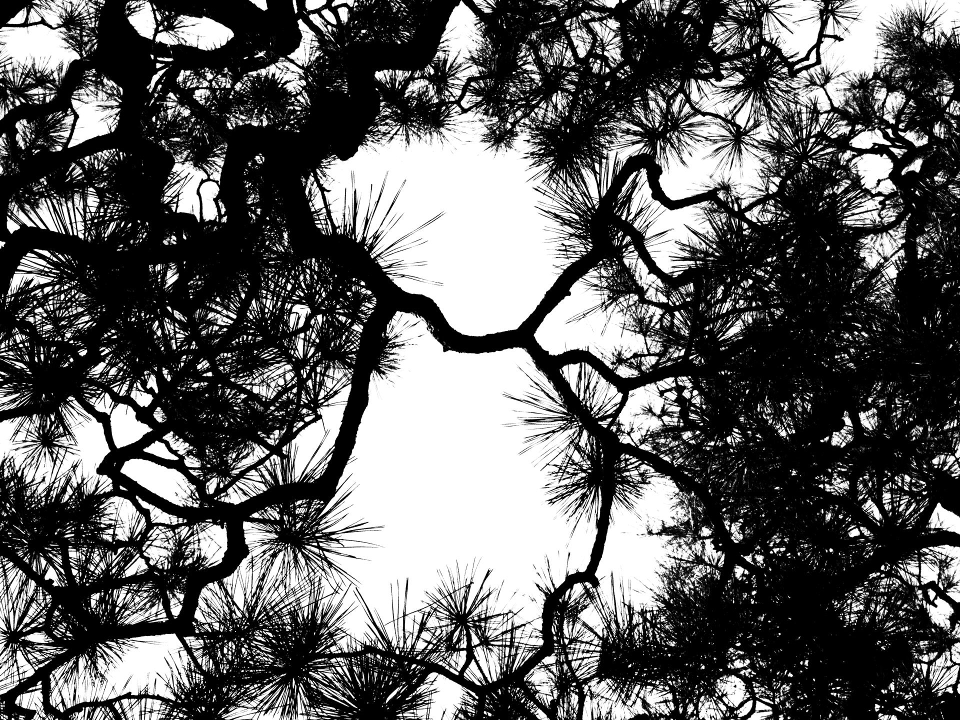 Trees 19.jpg