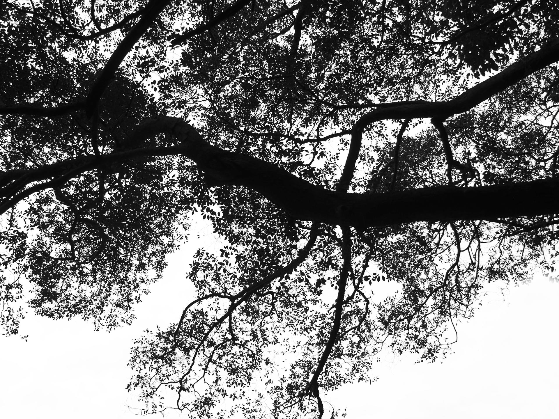 Trees 20.jpg