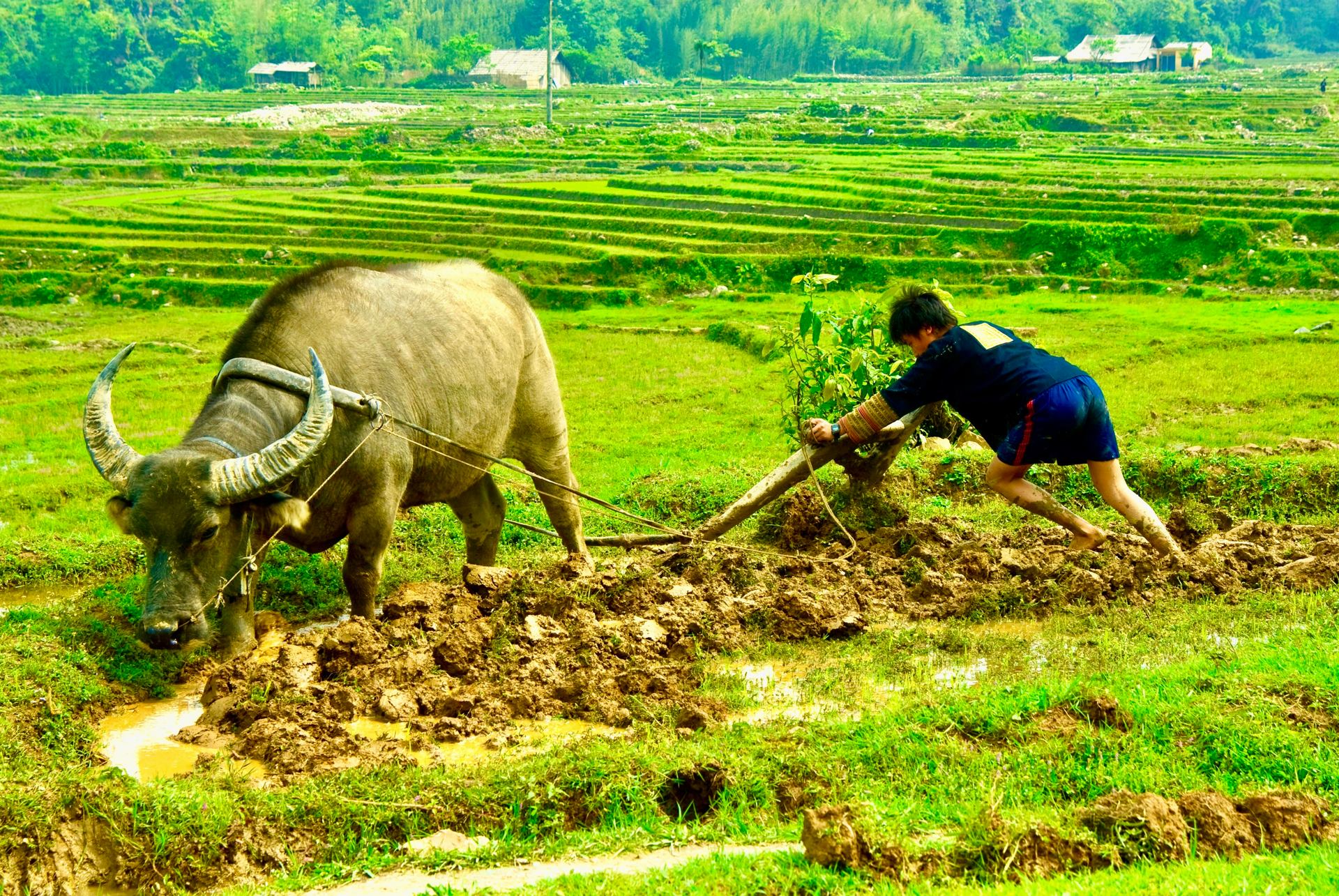 VIET NAM à TA PHIN DZAO rouge804.jpg