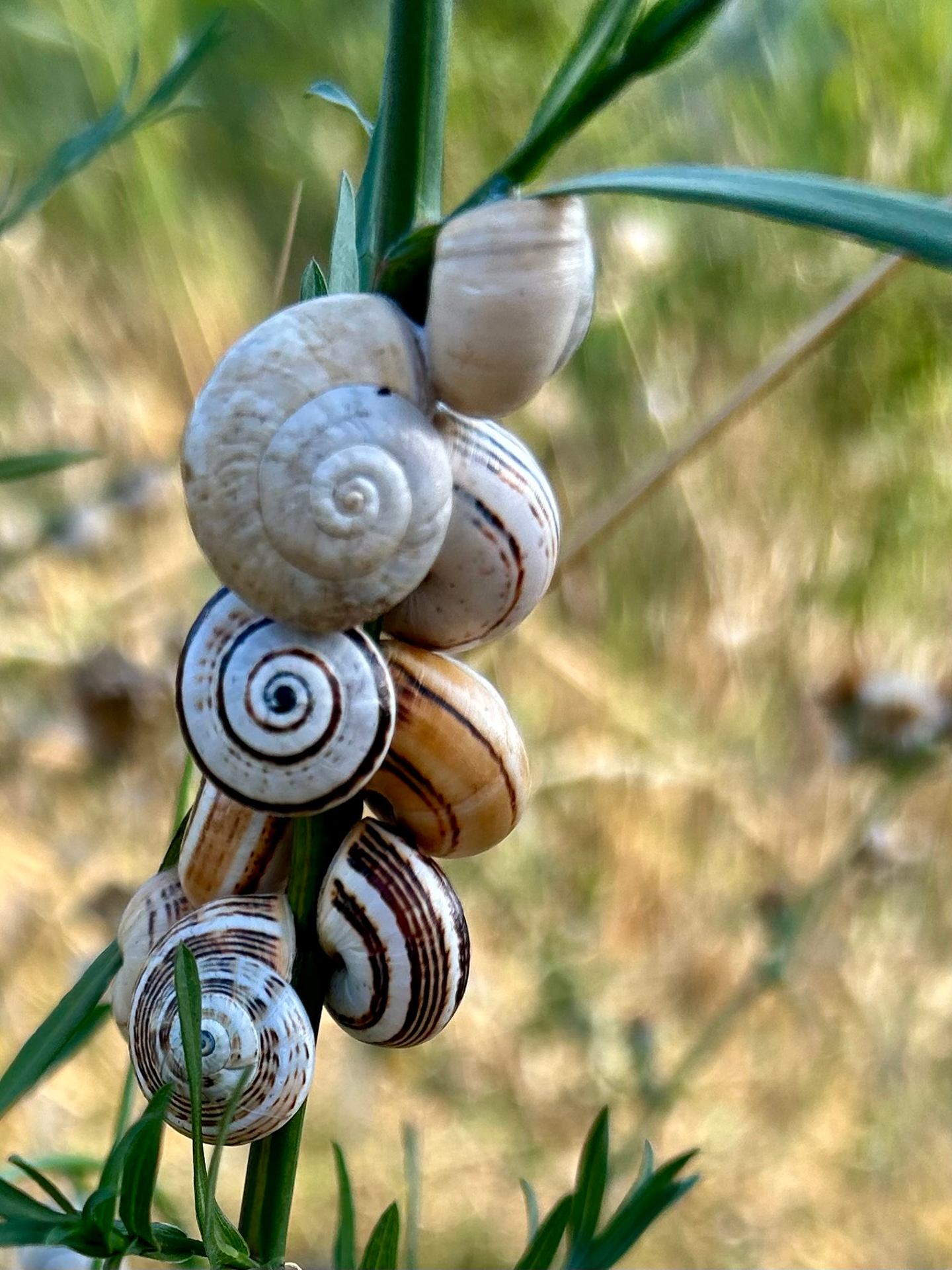 La plante à escargots