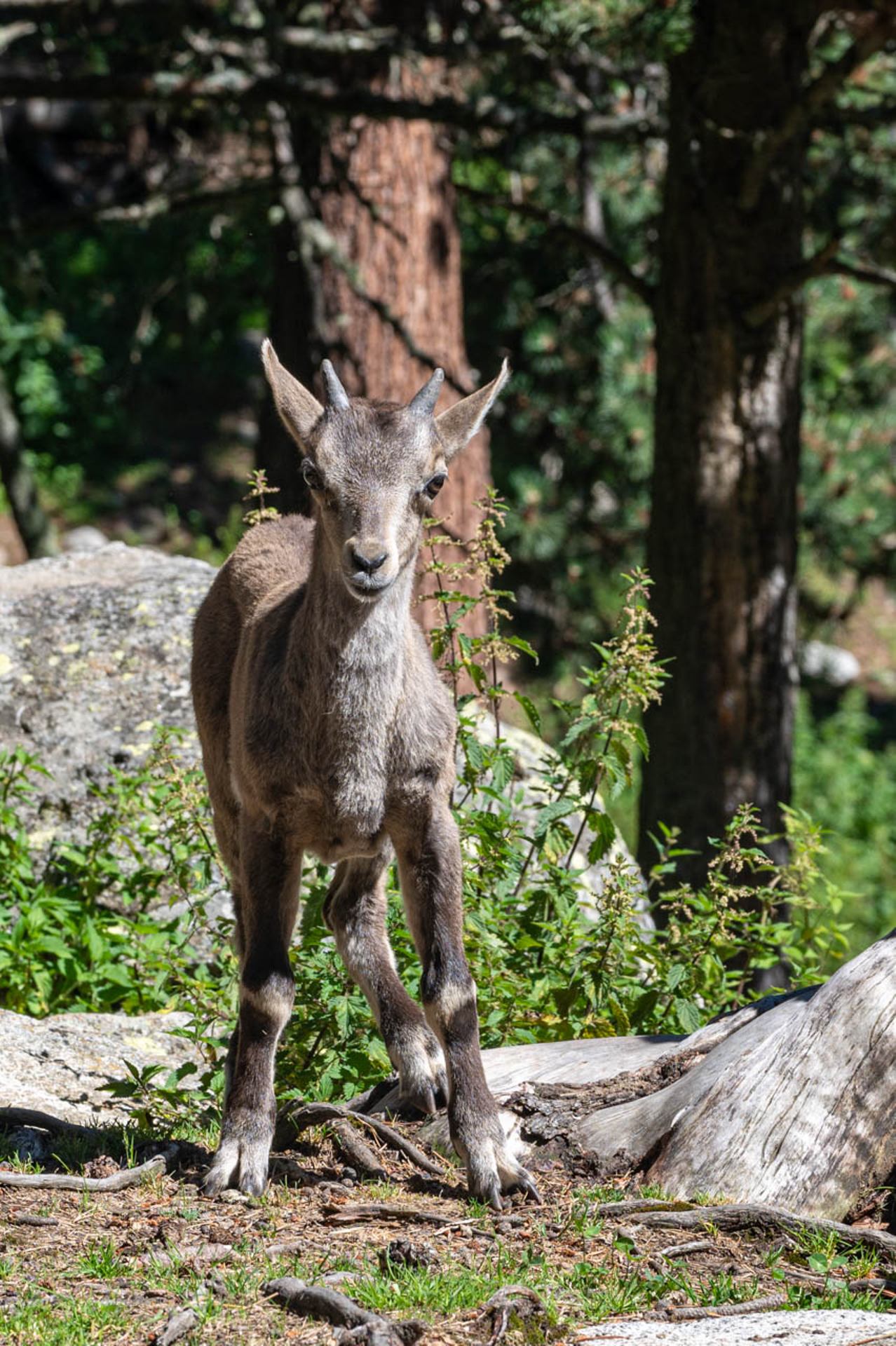 Petit mouflon