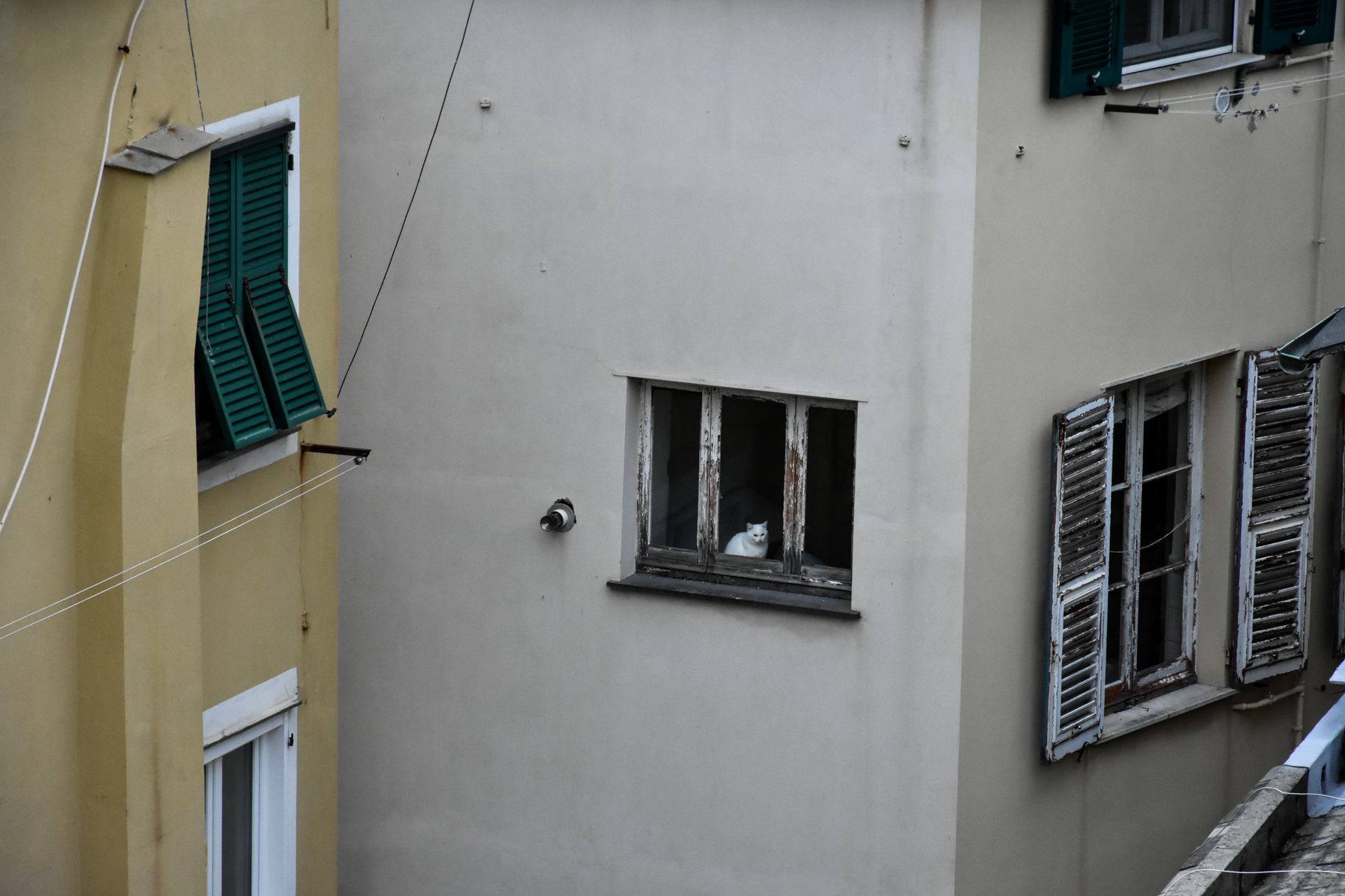 Est ce que le chat s'ennuie ?
