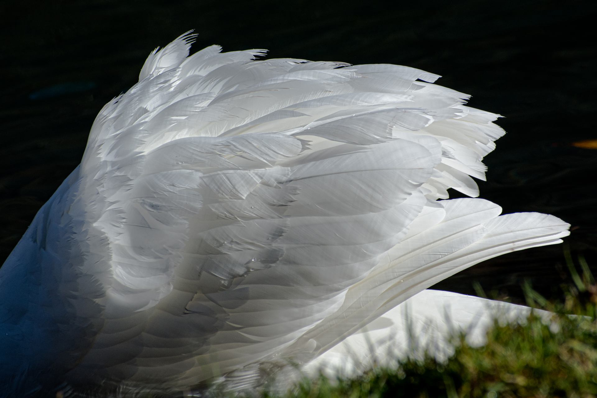 trouvé aile d'ange, cherche propriétaire !