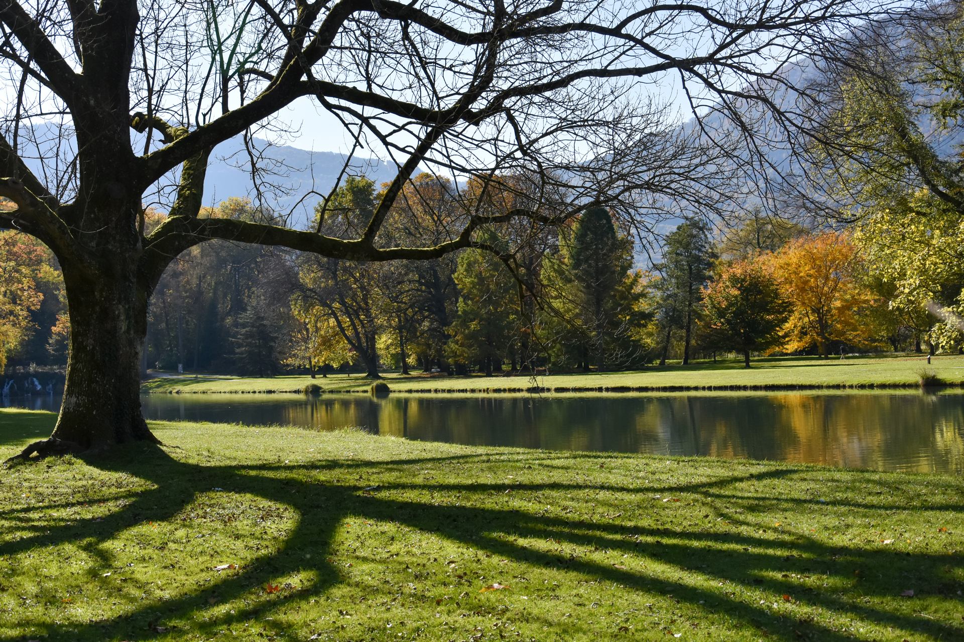 l'ombre de l'arbre