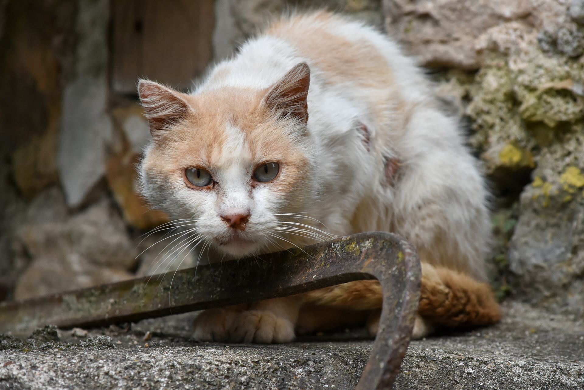 chat à fort caractère