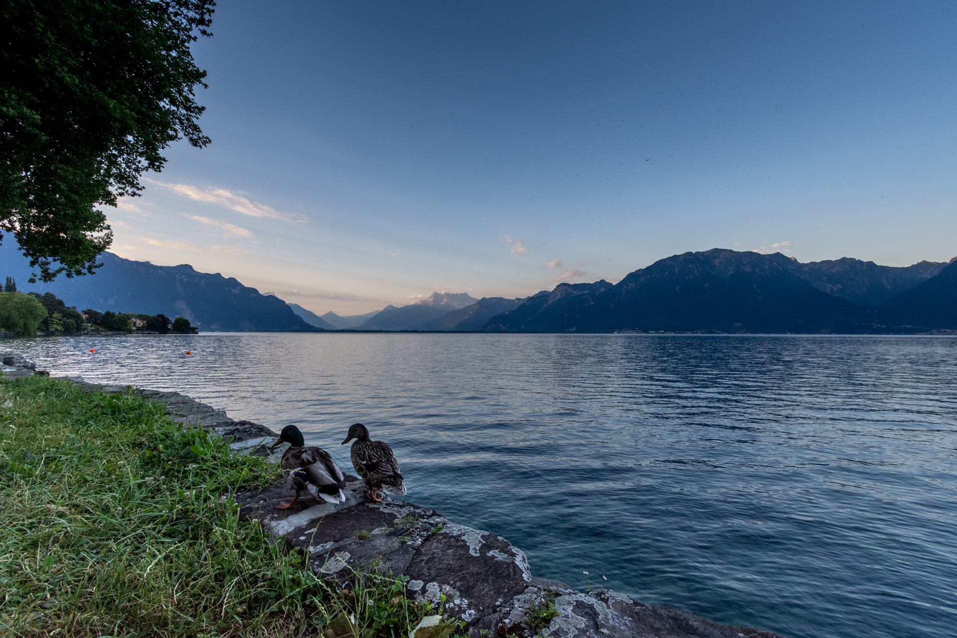 les canards du Leman