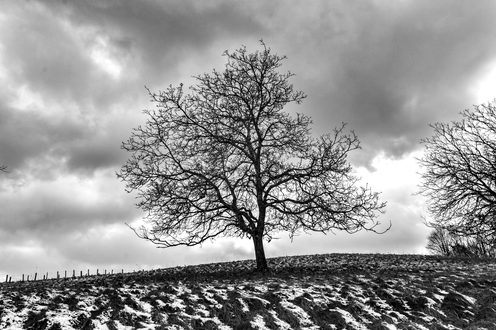 nu comme un arbre
