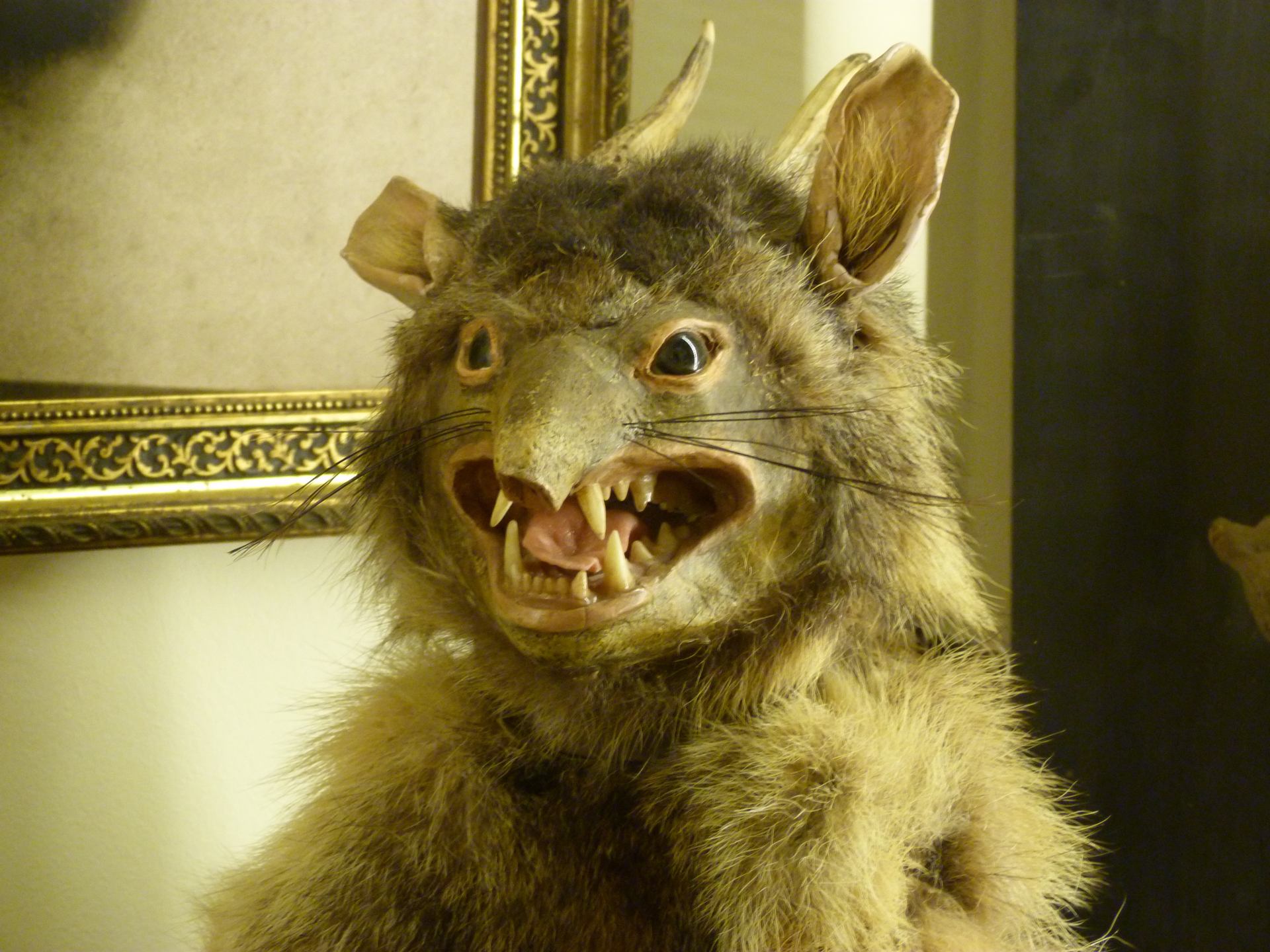 cabinet des curiosités