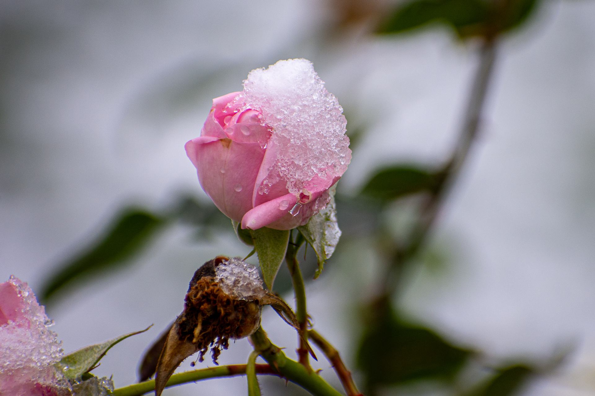 mignonne allons voir si la rose