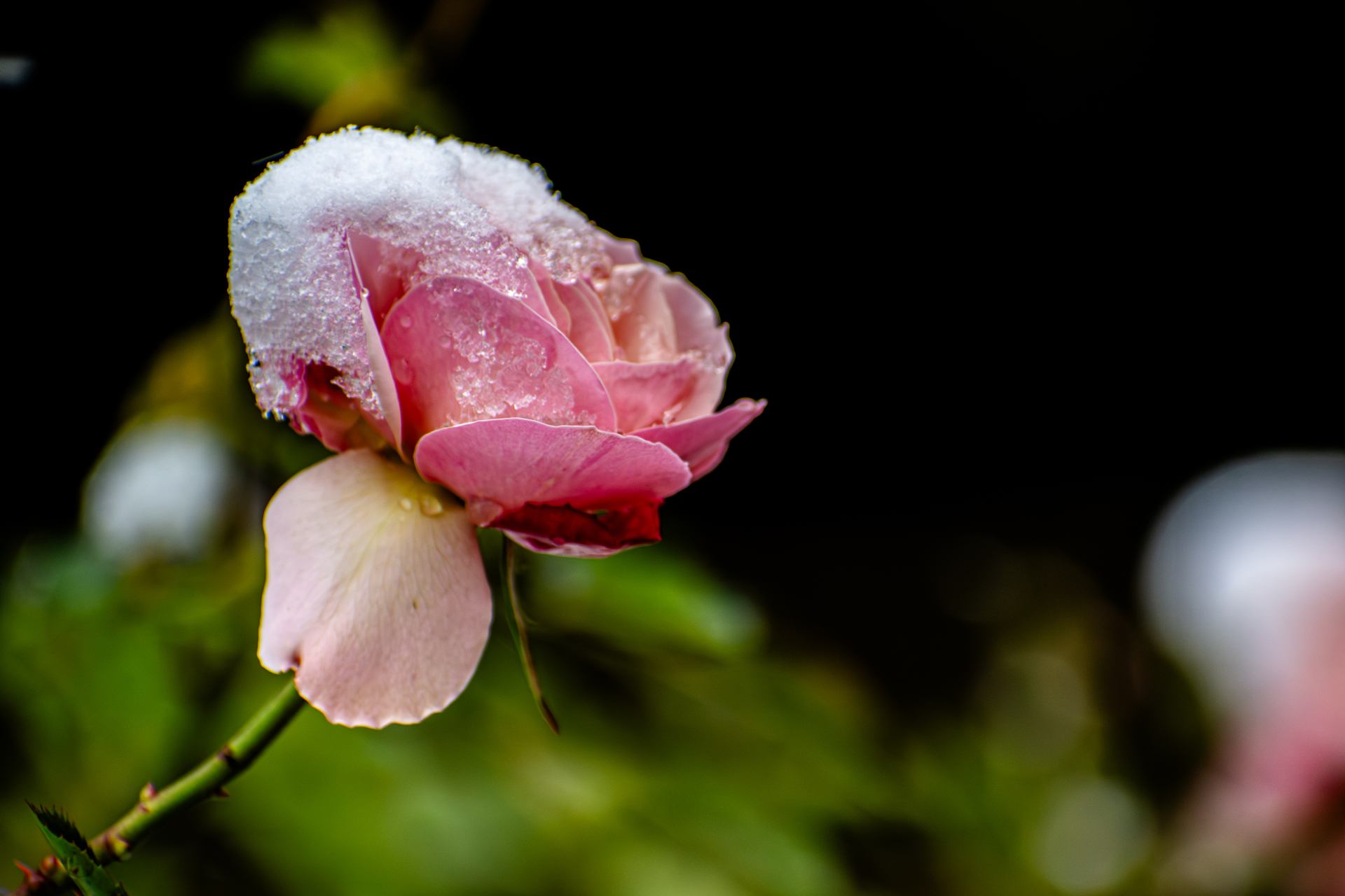 ce matin est éclose!