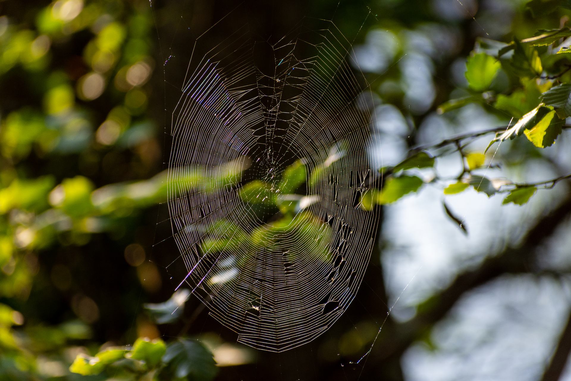 la roue de la fortune