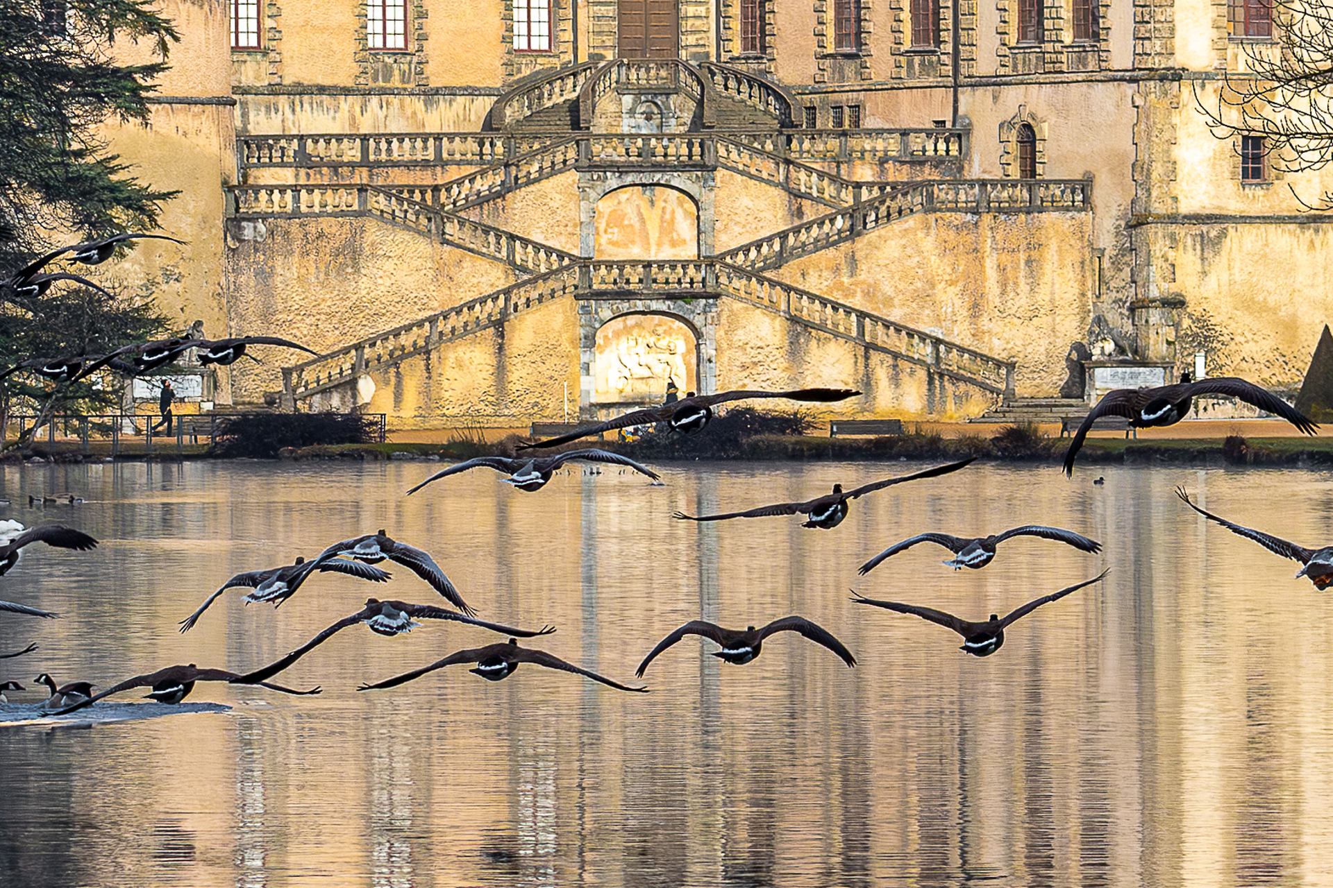 les oies du château