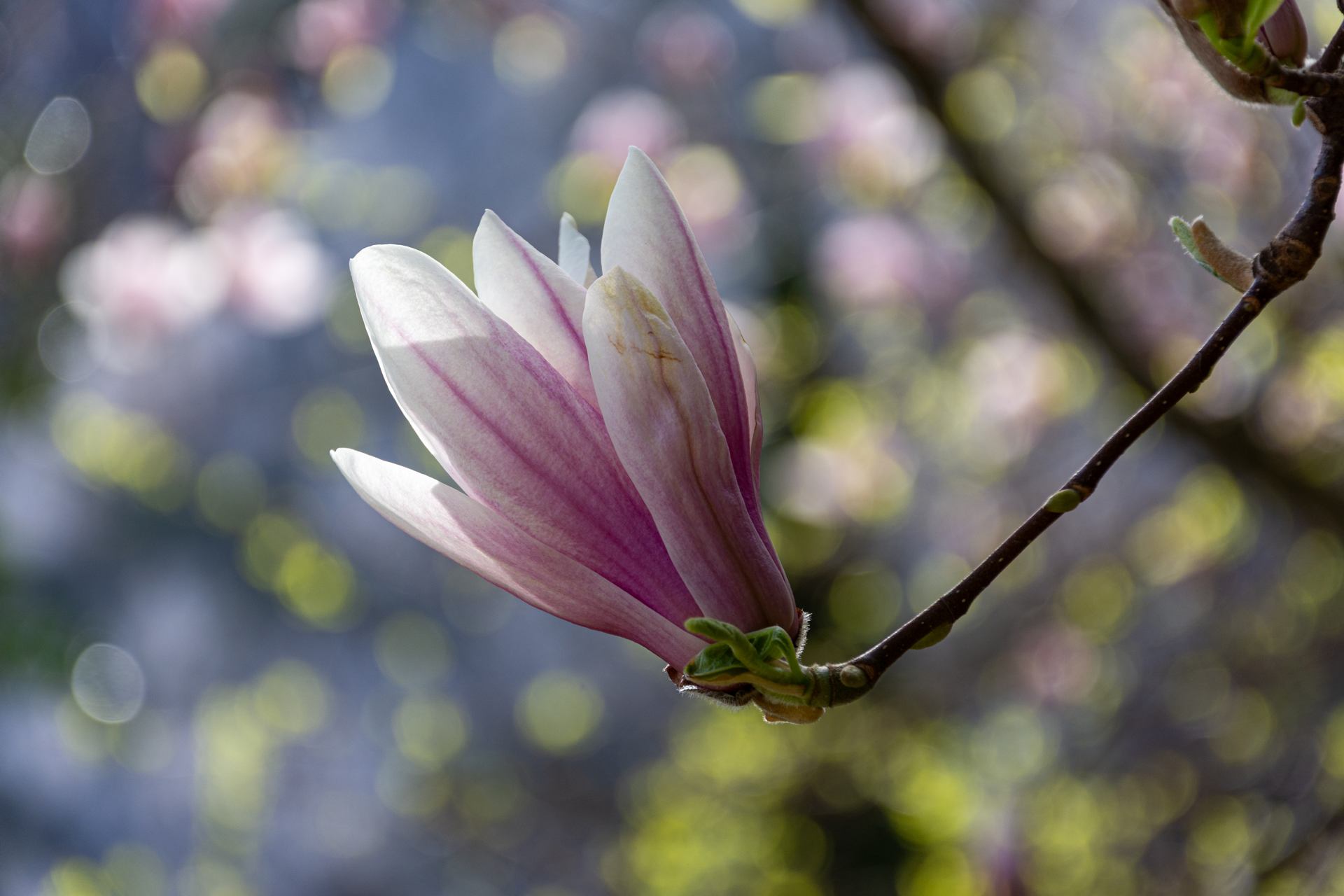 magnolias for ever 1