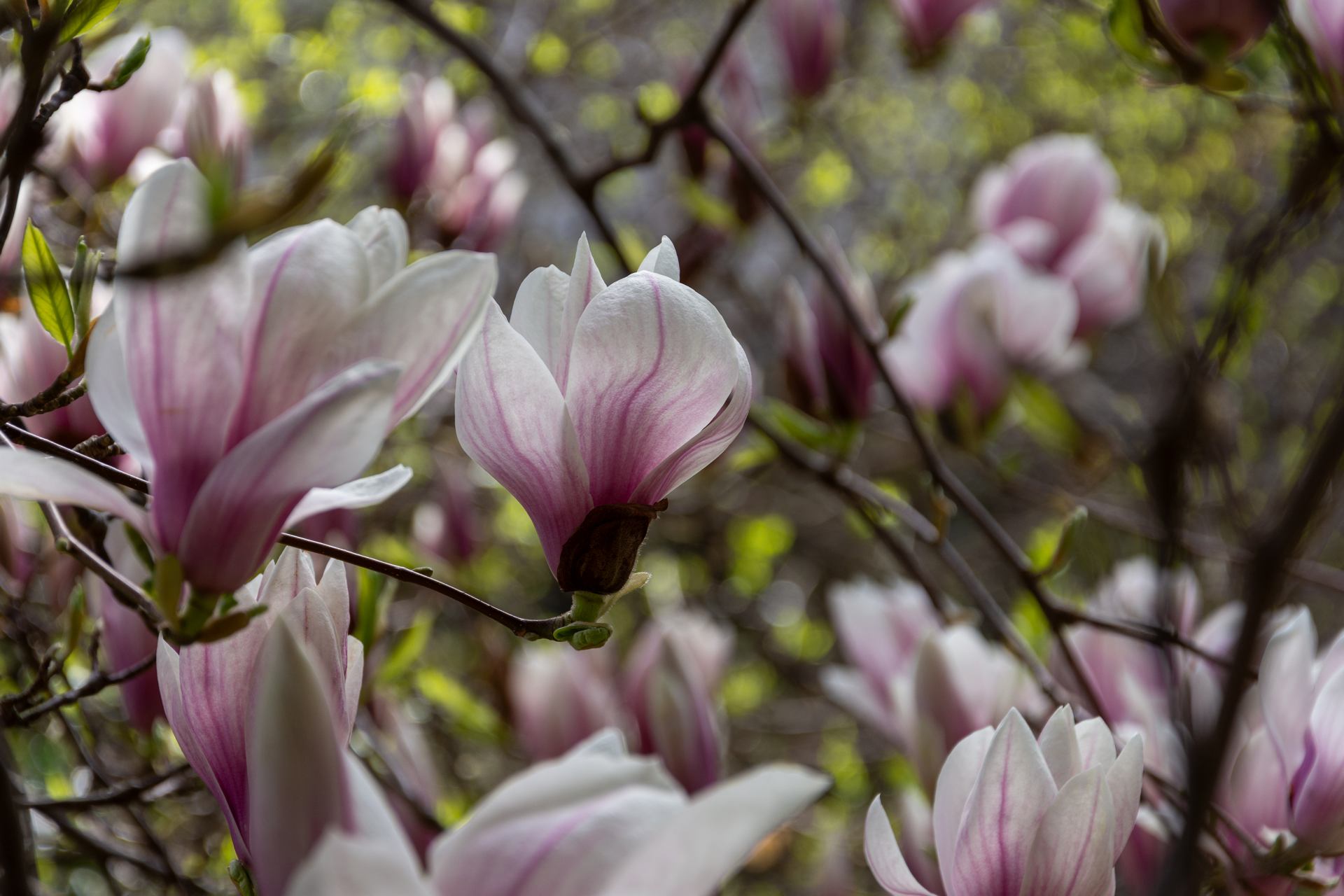 magnolias for ever 2