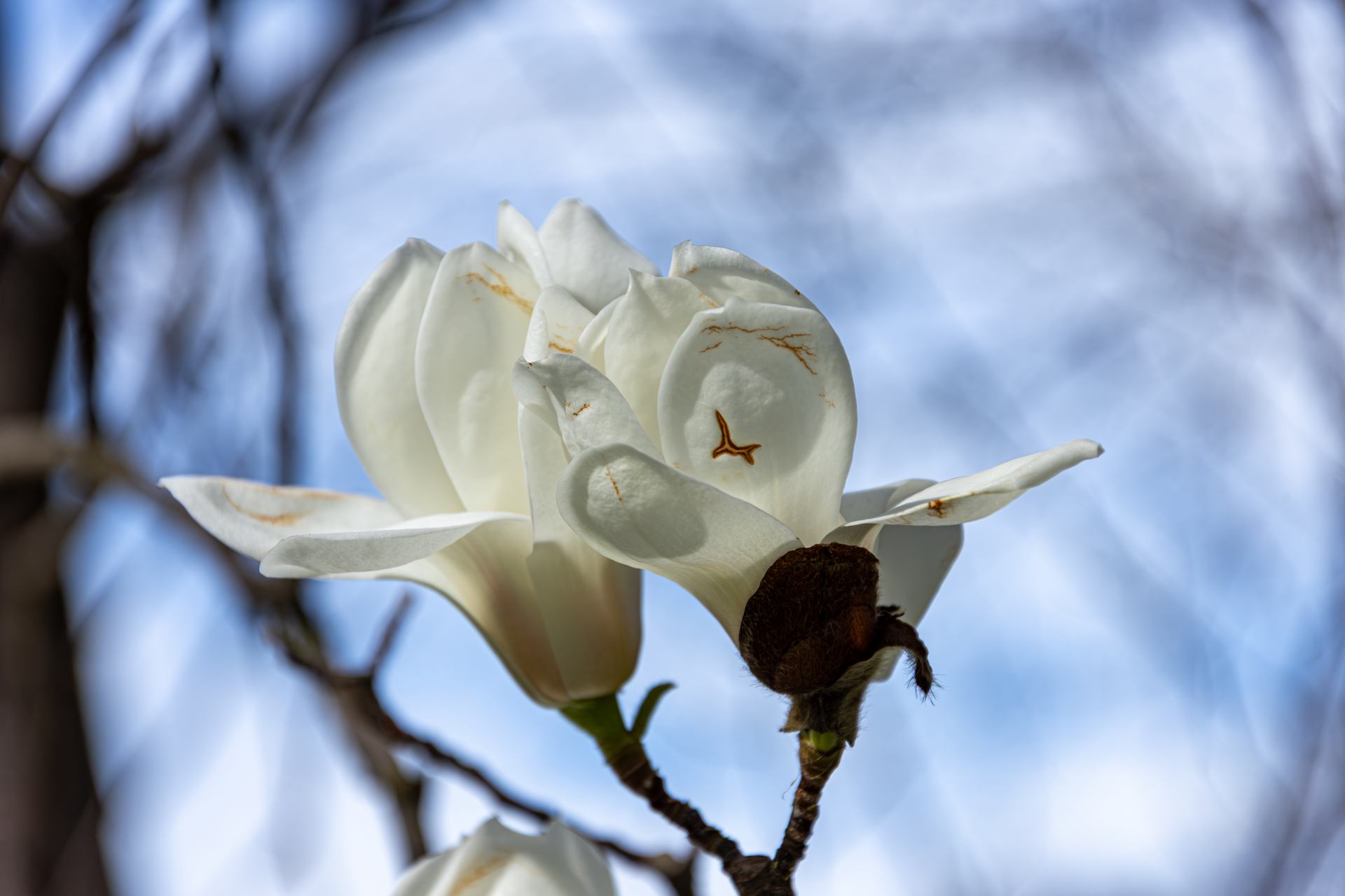 magnolias for ever 3