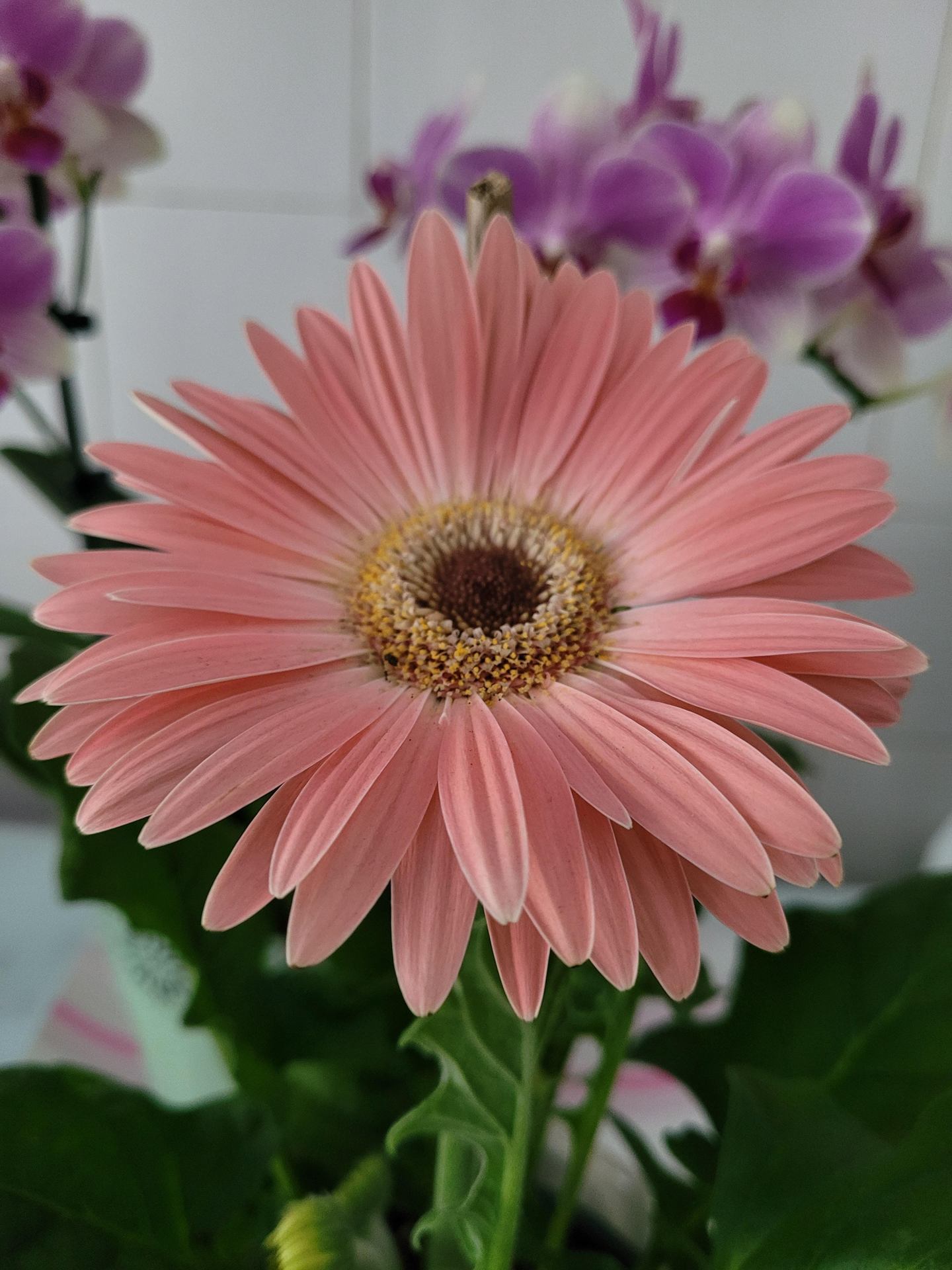 Gerbera