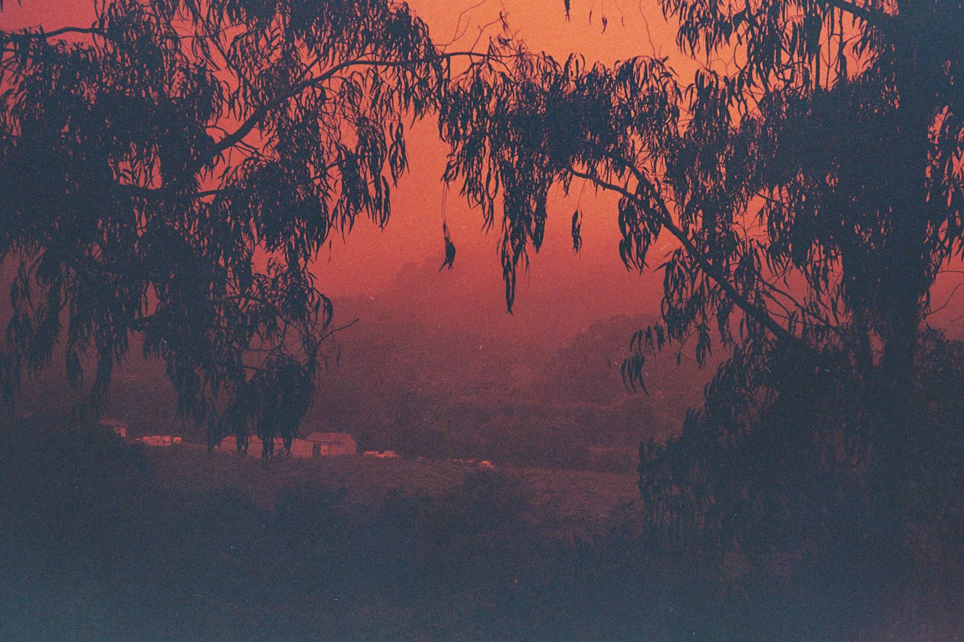 Eucalyptus