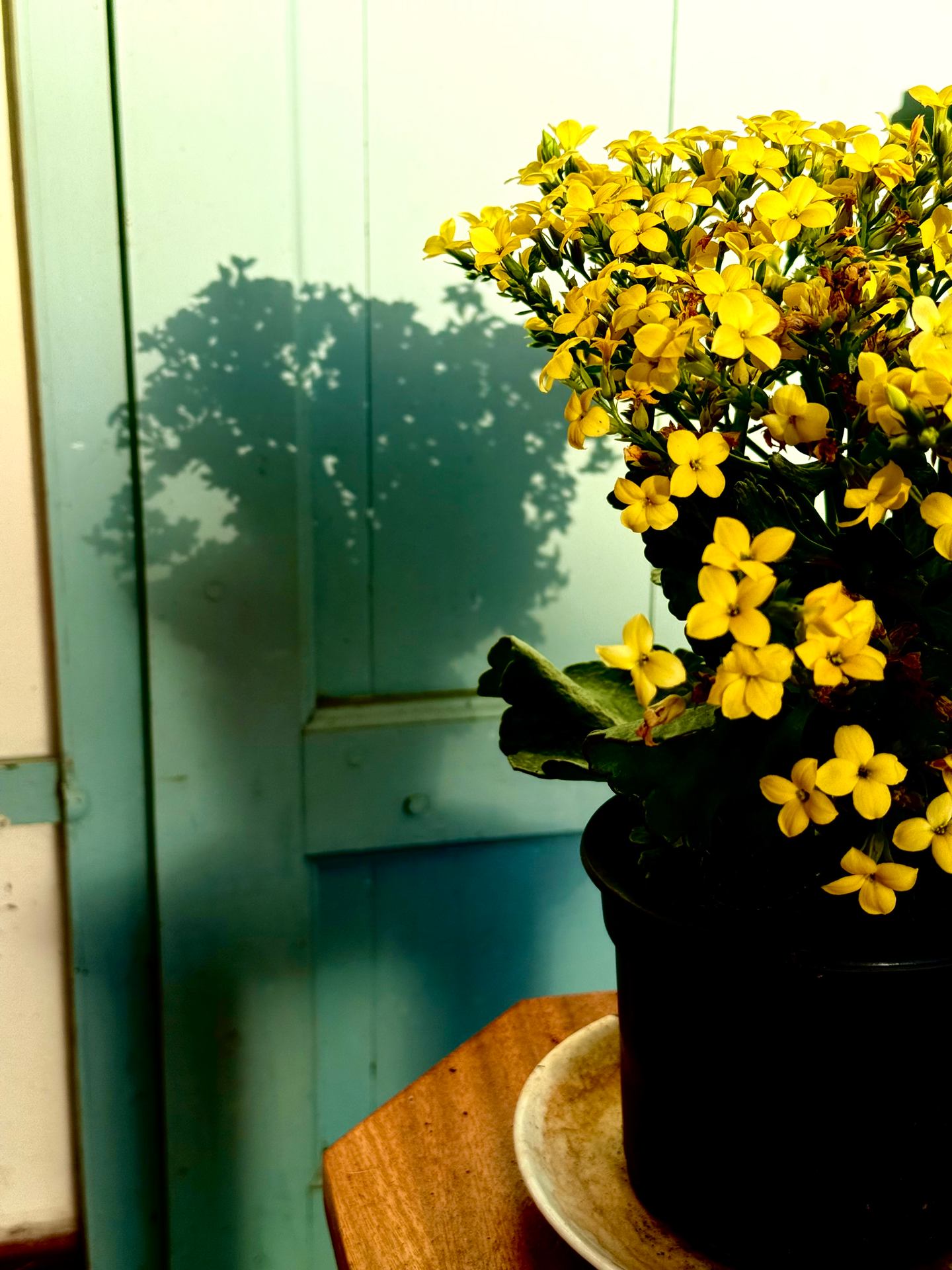 Le bonheur est dans le pot