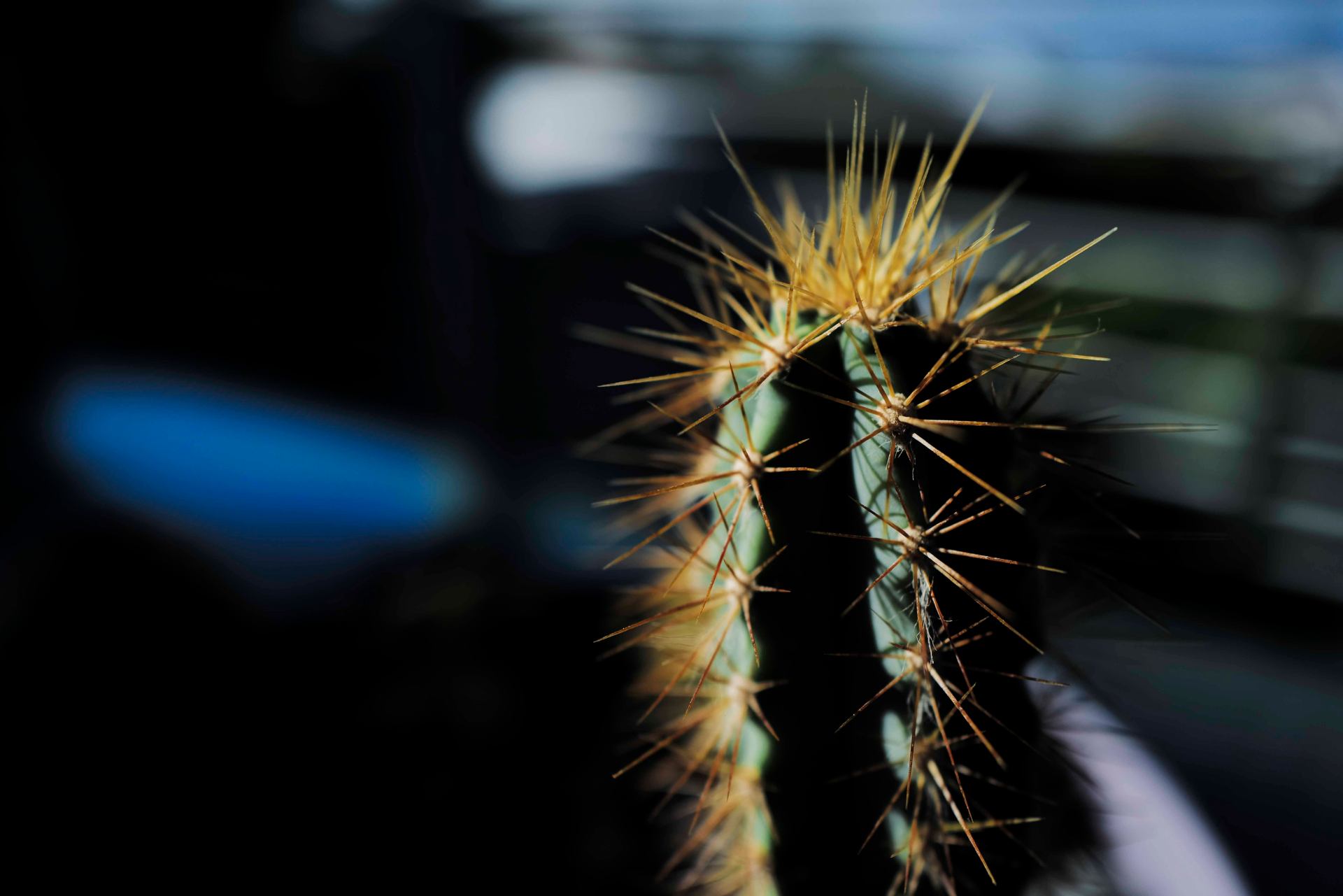 Cactus muse