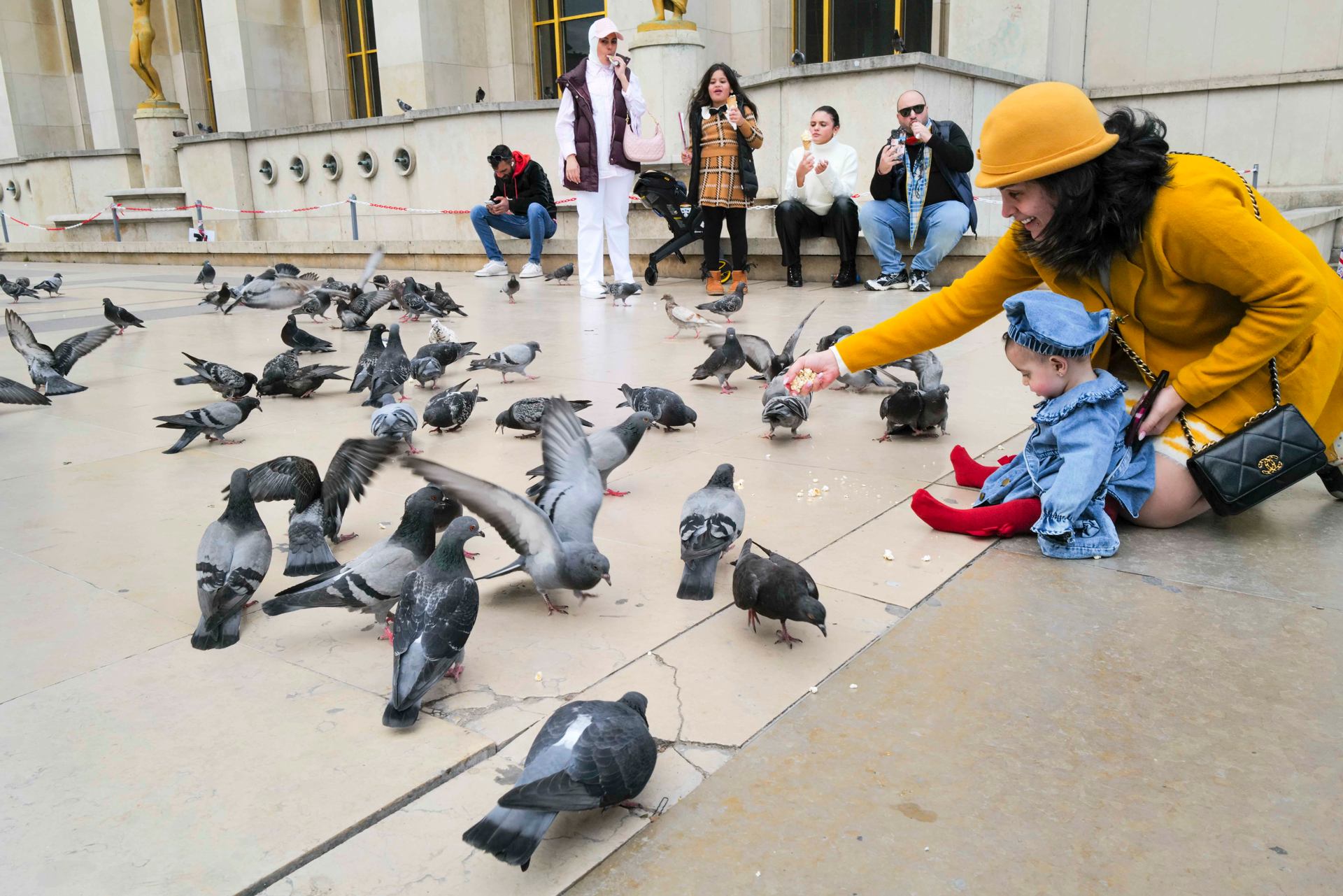 Pigeon education
