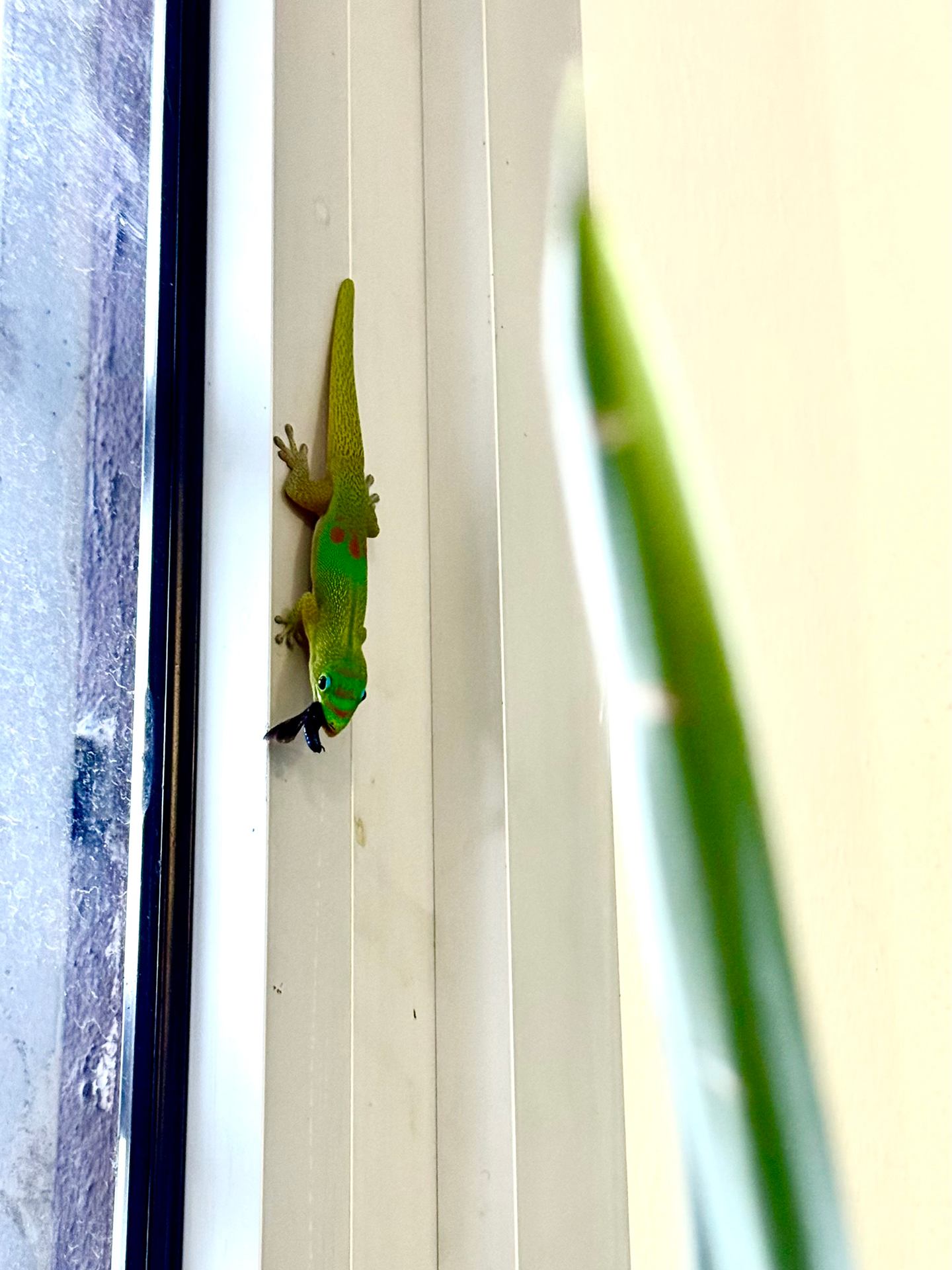 Flagrant délit d'appétit