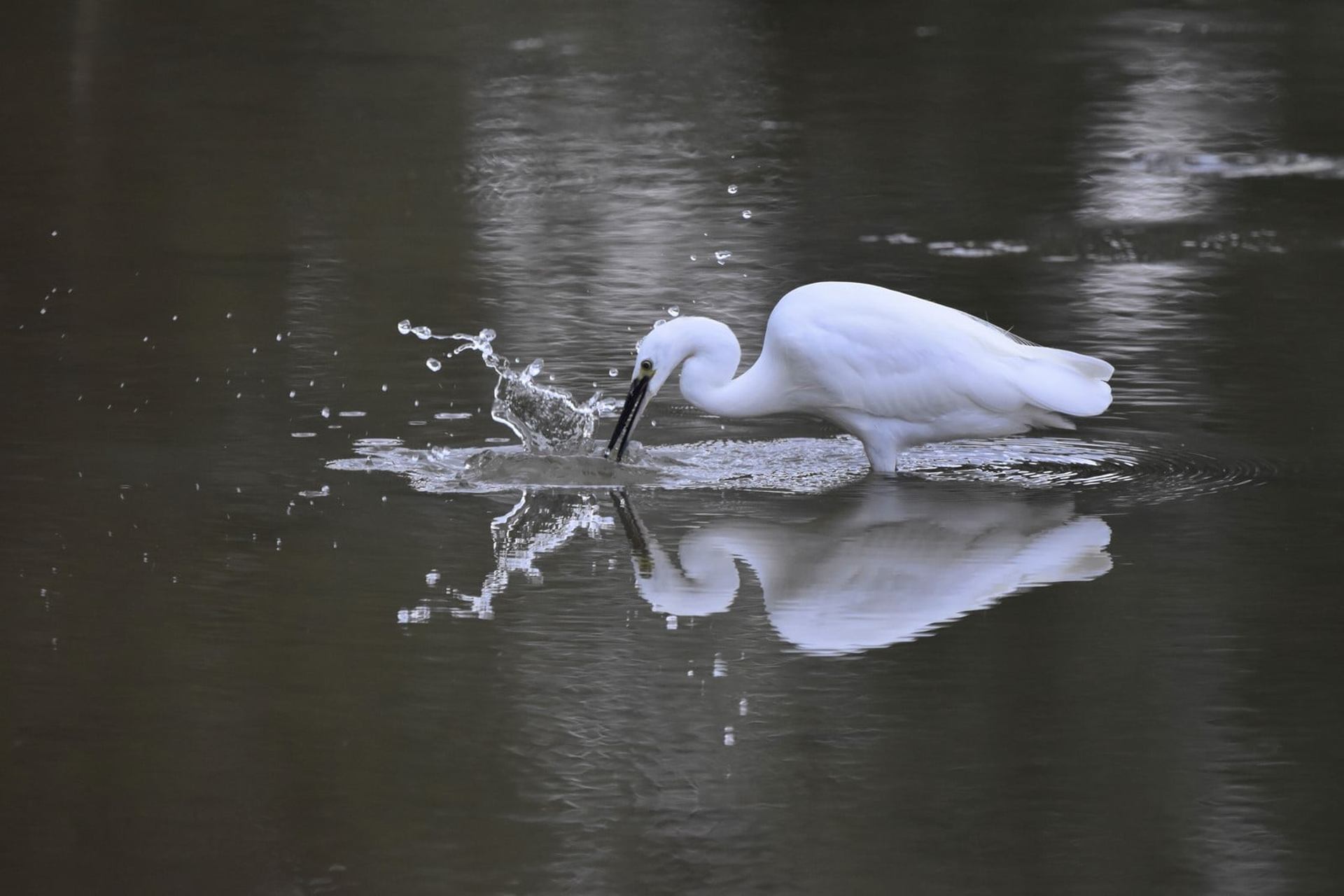 aigrette garzette