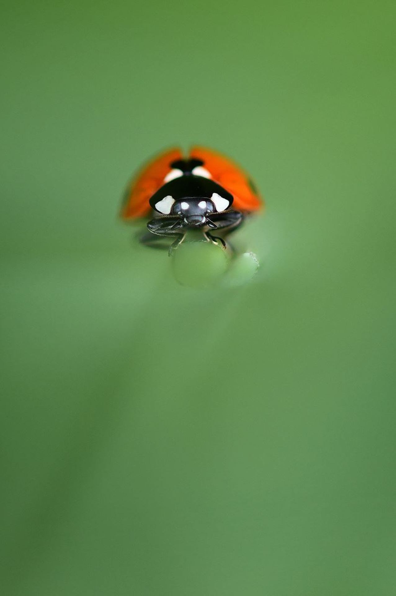 Coccinelle (France, Dépt Vienne 07/24)