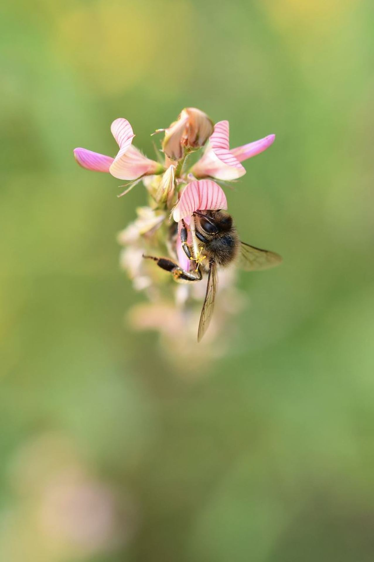 Abeille (France, dépt Vienne, 08/24)