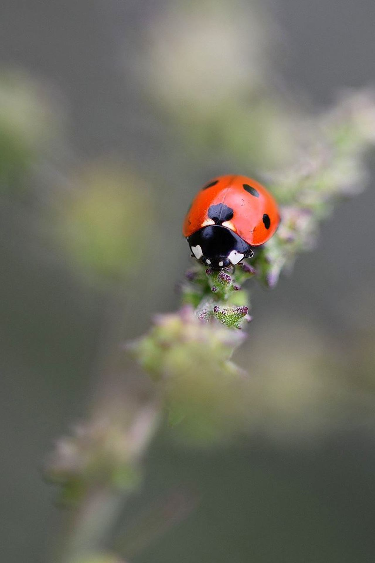 Coccinelle (France, dépt Vienne, 09/24)
