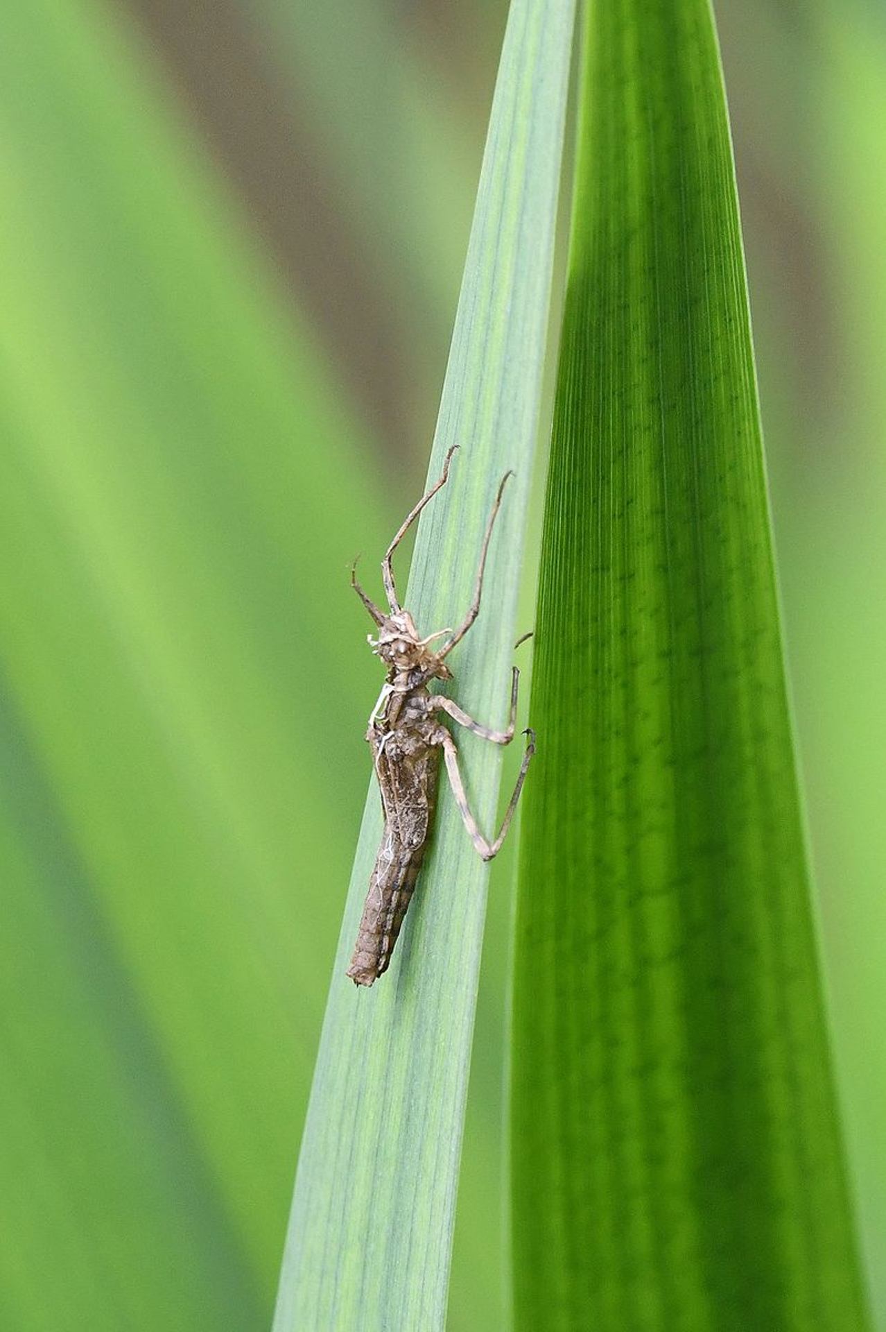 Larve de libellule (France, dépt Vienne, 04/25)