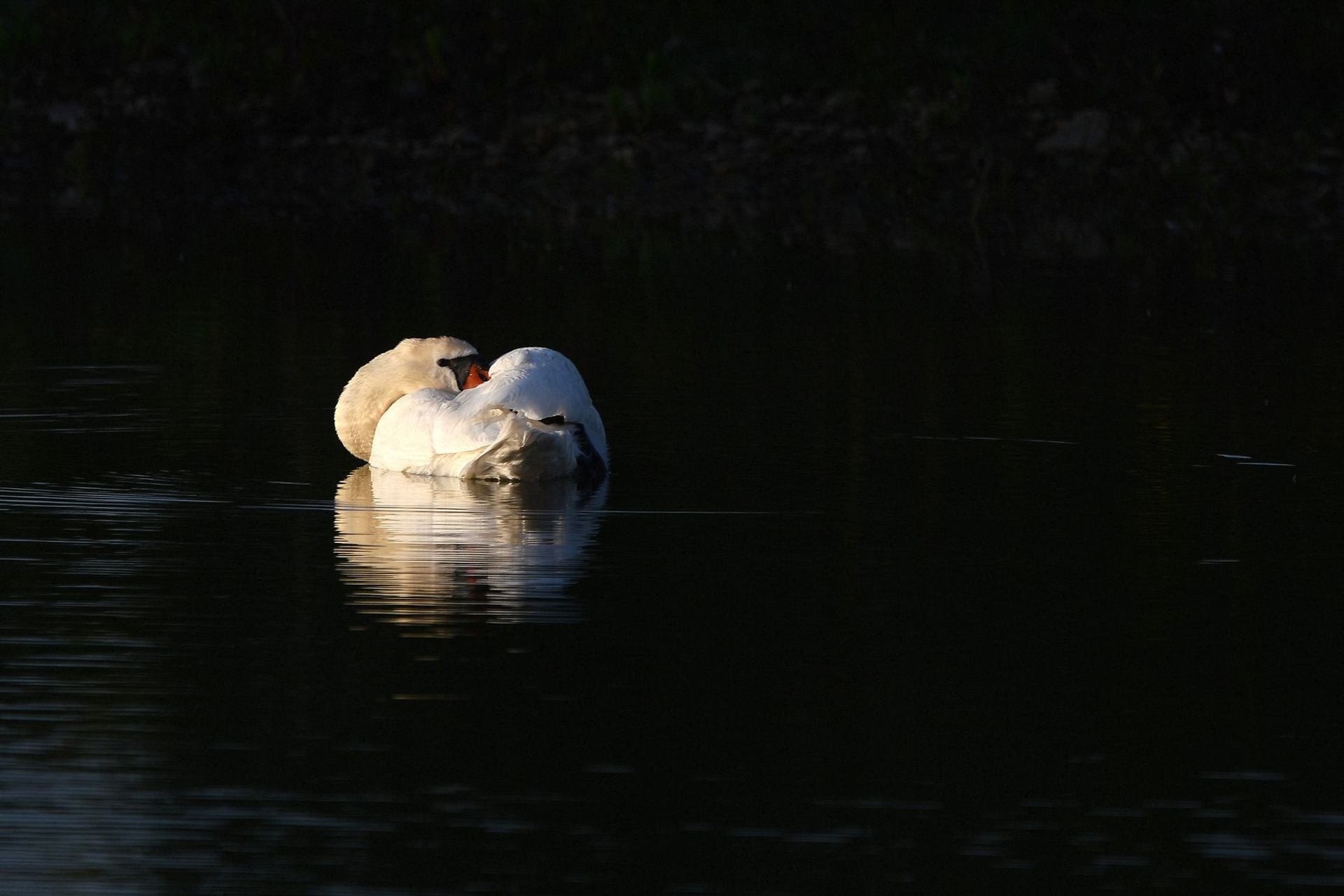Cygne tuberculé (France, dépt Vienne, 05/25)