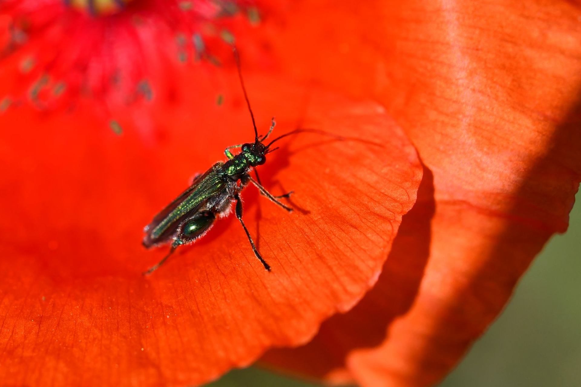 oedémère noble sur coquelicot (France, dépt Vienne, 05/25)