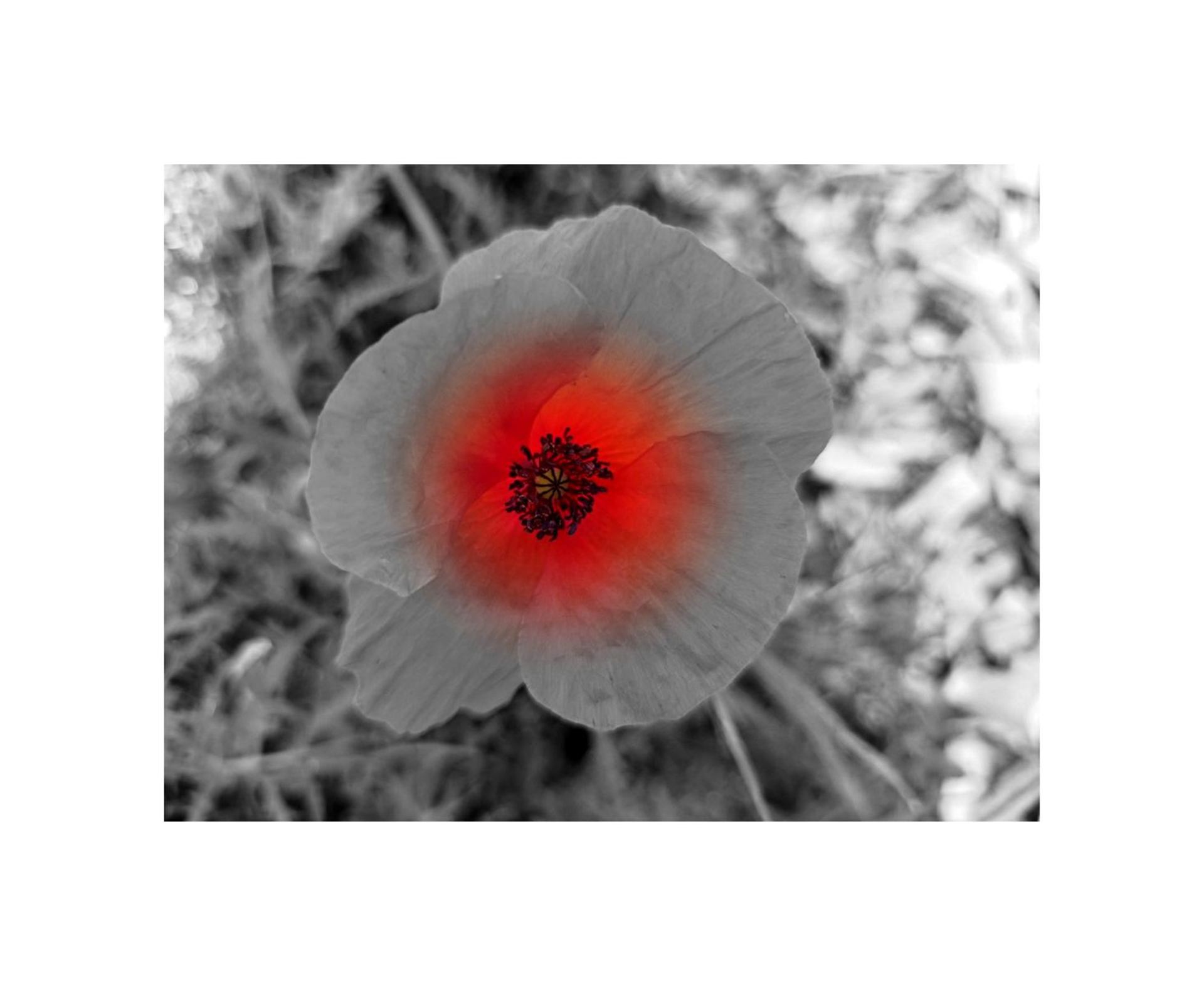 coquelicot