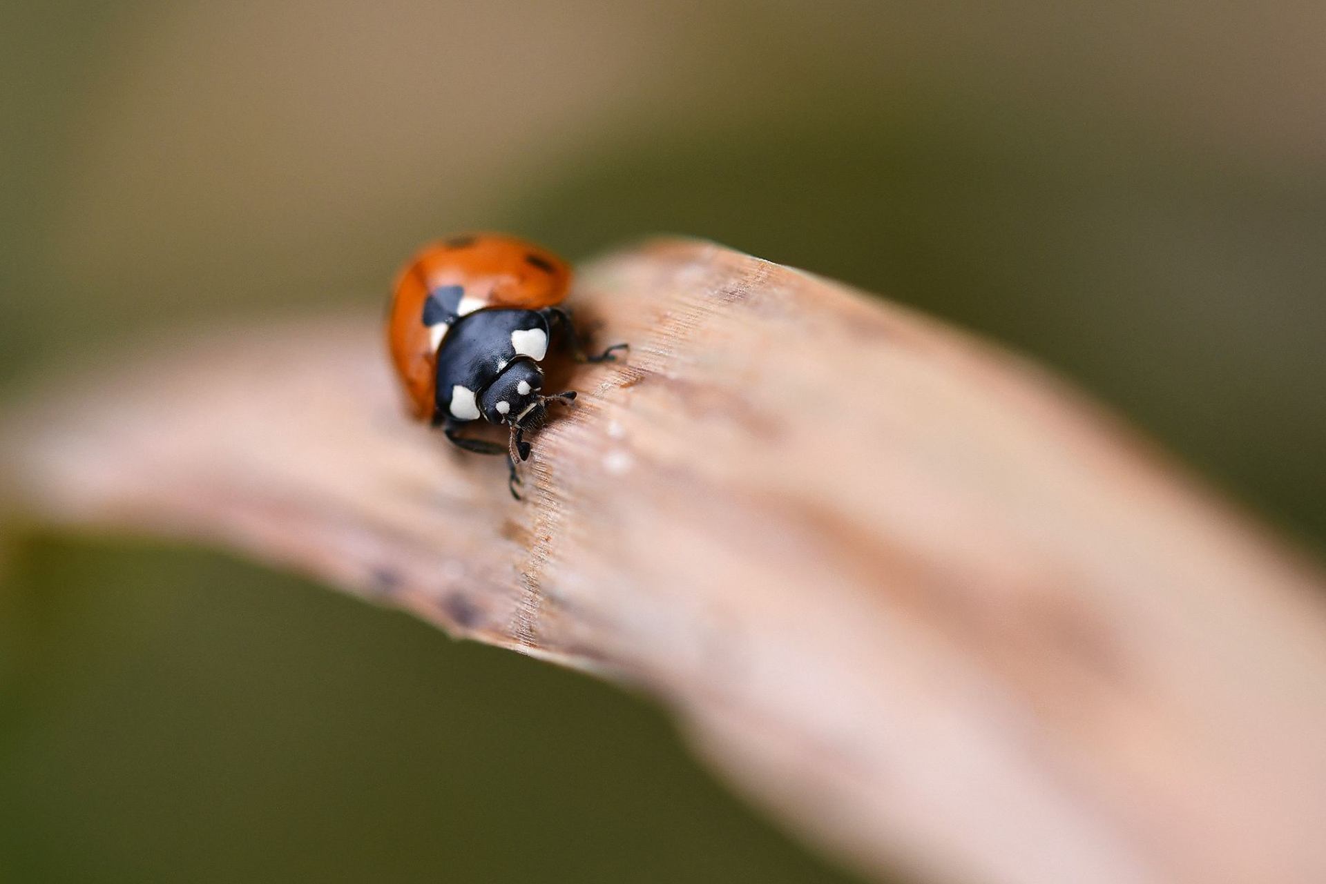 Coccinelle (France, dépt Vienne, 06/25)