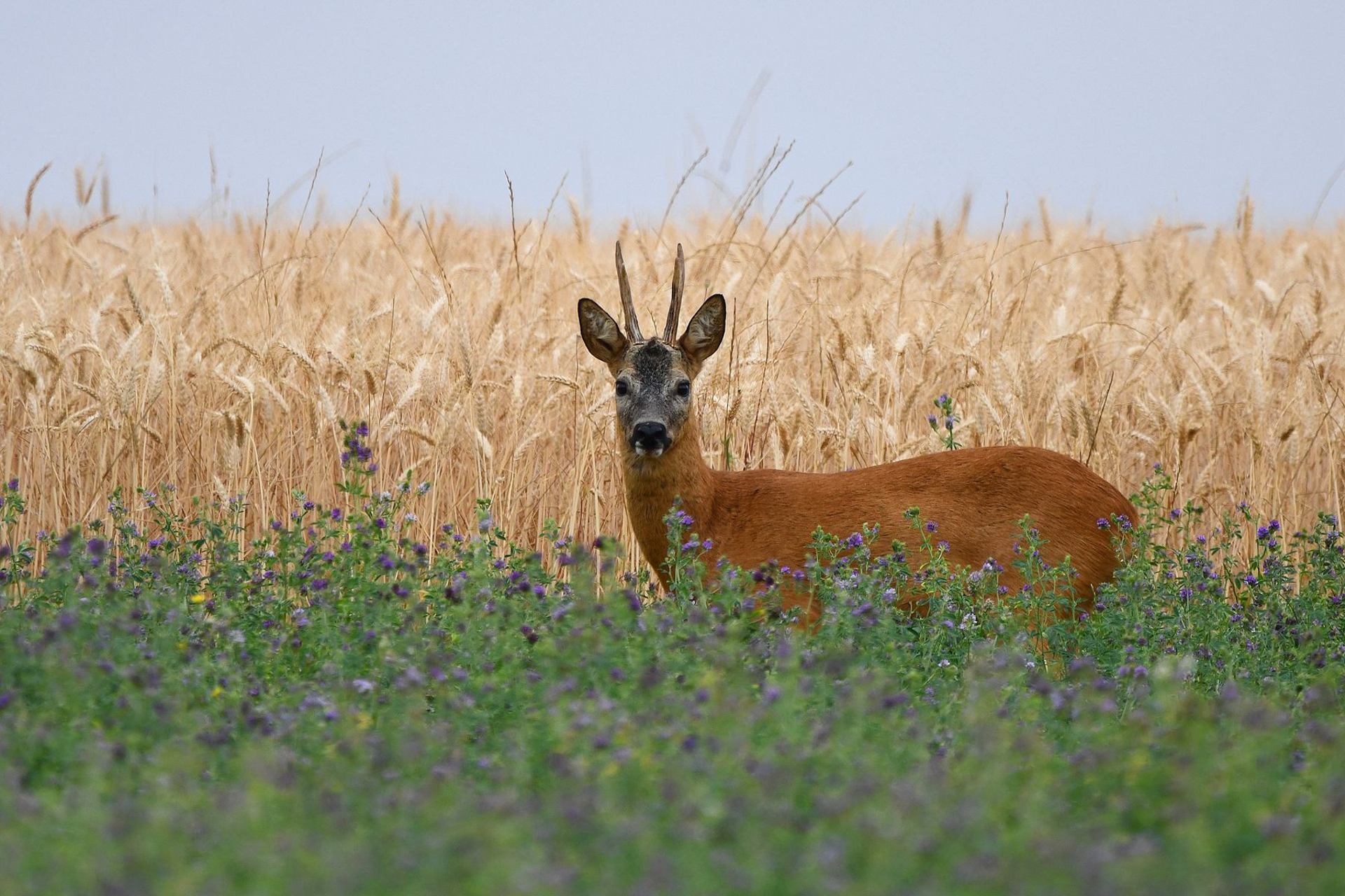 Chevreuil (France, dépt Vienne, 06/25)
