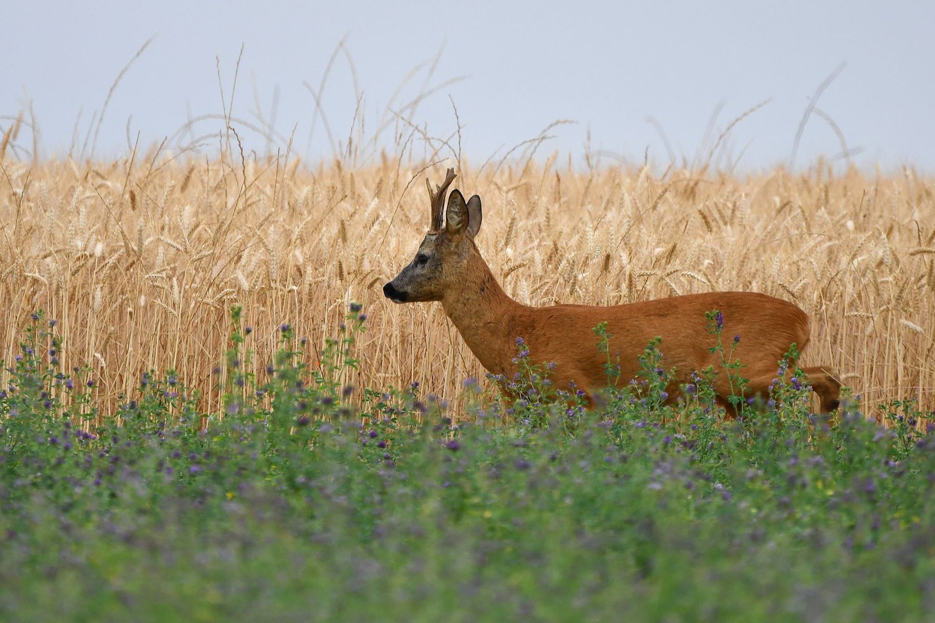 Chevreuil (France, dépt Vienne, 06/25)