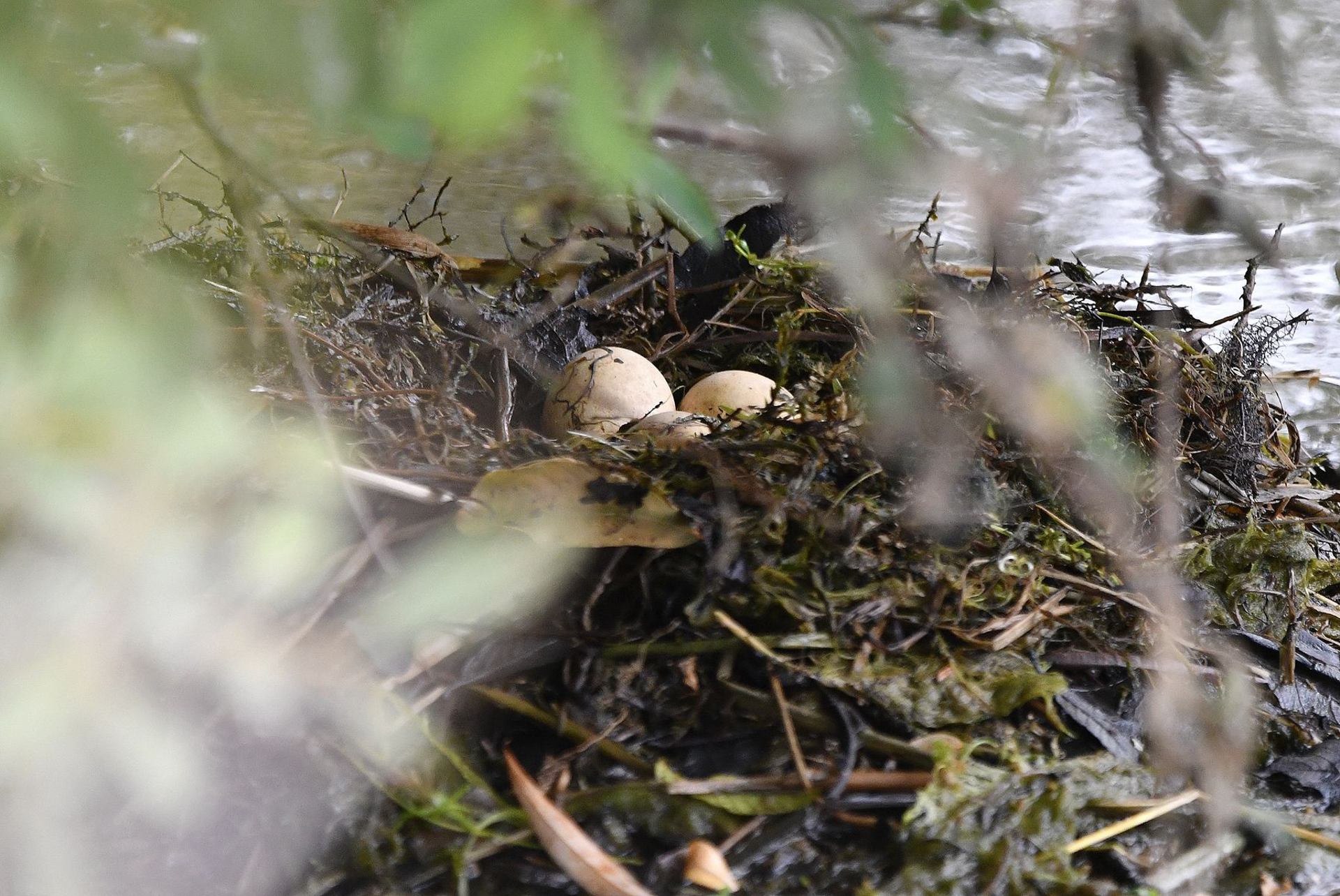 Oeufs de grèbes castagneux (France, dépt Vienne, 06/25)