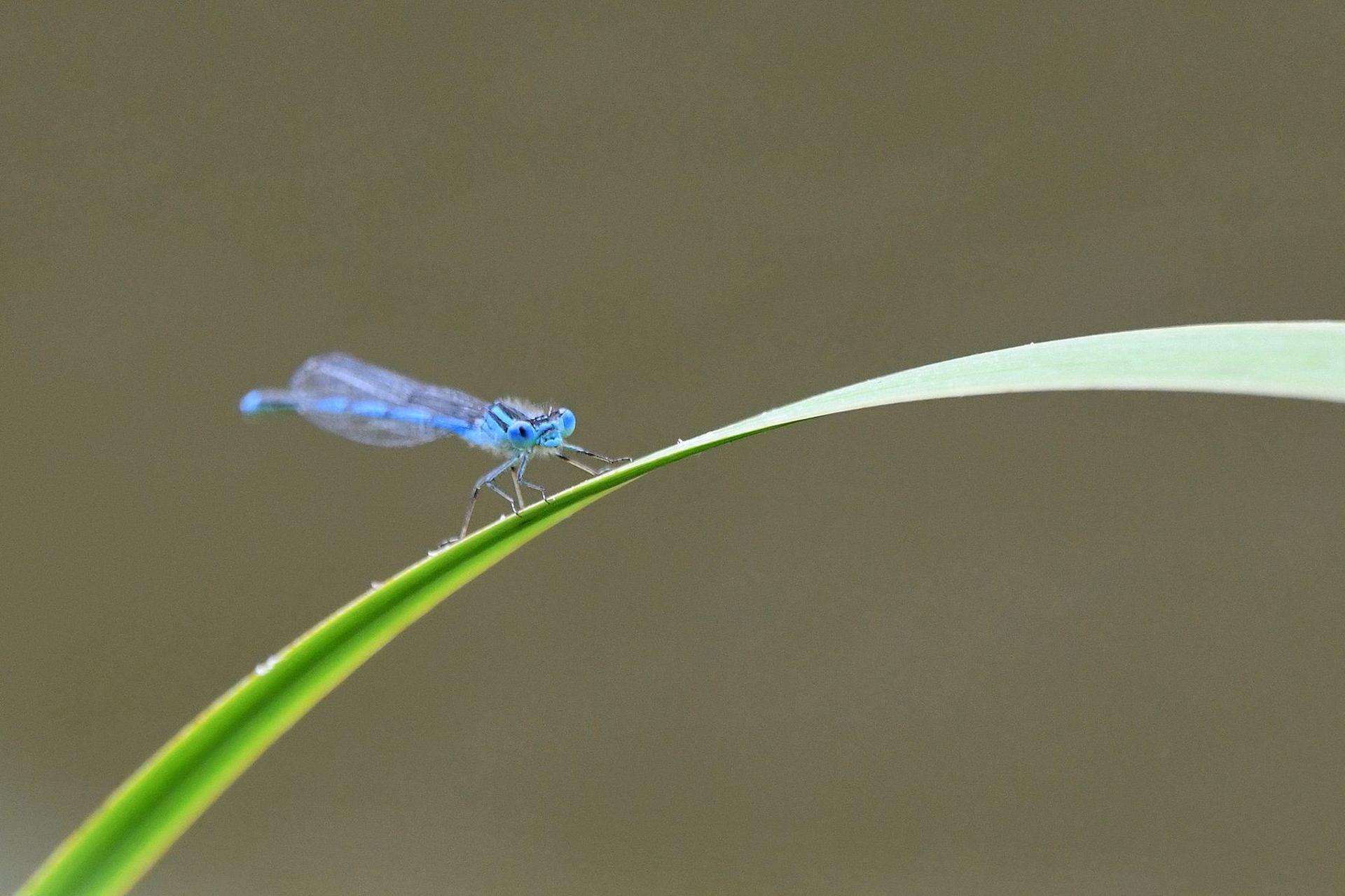 Agrion jouvencelle (France, dépt Vienne, 06/25)