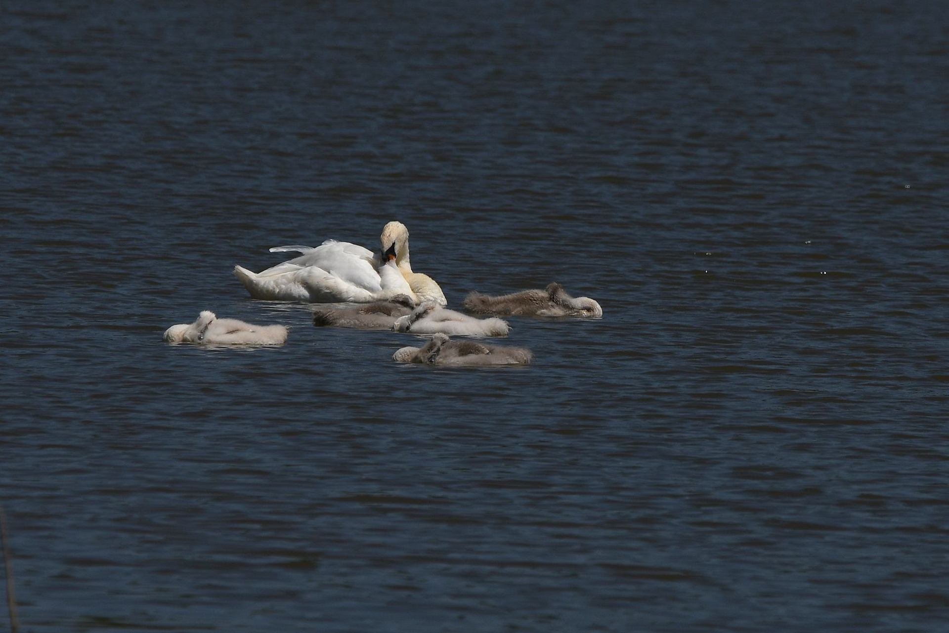 cygne tuberculé (France, dépt Vienne, 06/25)